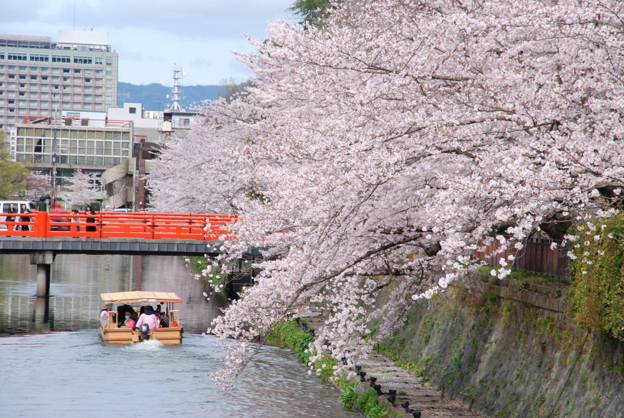 Nikon D80 + Sigma 18-200mm F3.5-6.3 DC sample photo. Tourist boat and the river of cherry blossoms in f photography