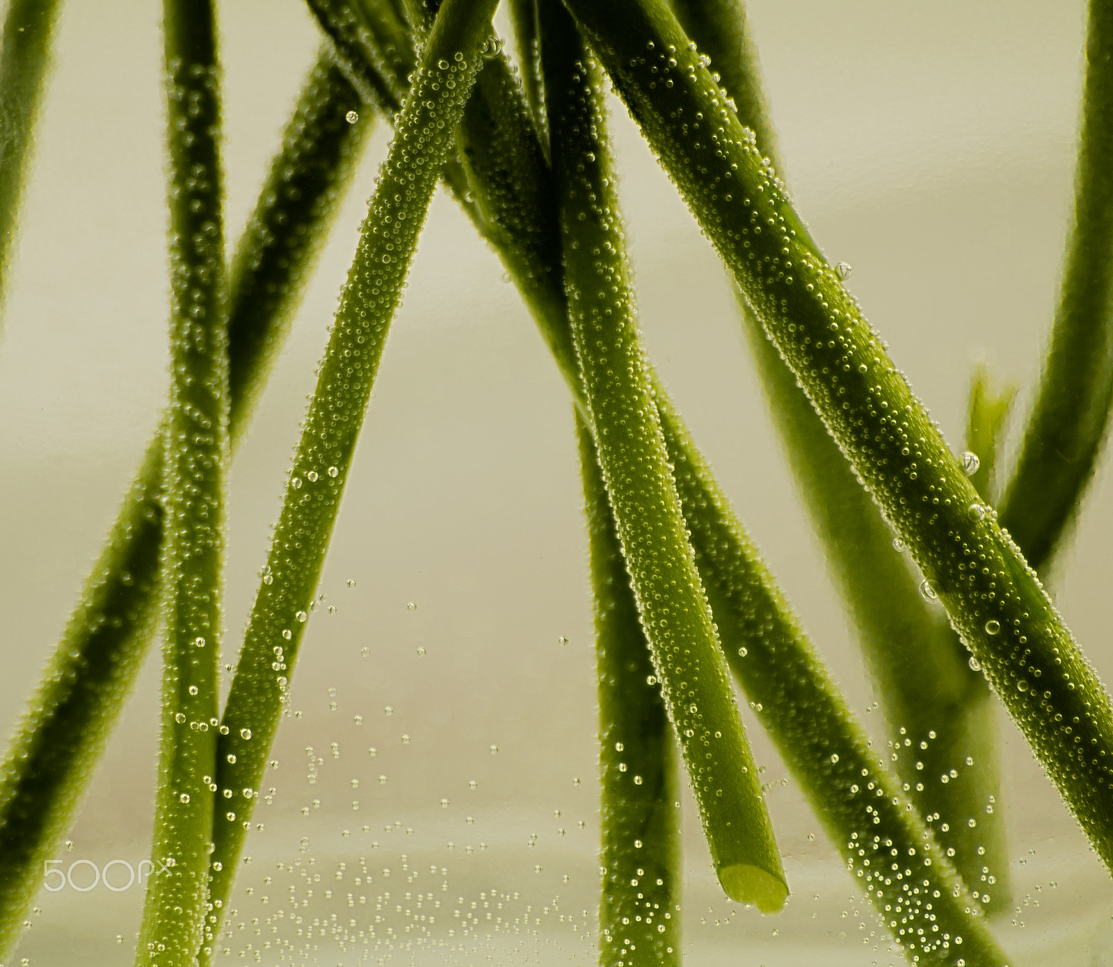 Canon EOS 760D (EOS Rebel T6s / EOS 8000D) sample photo. Bubbles on the green-green stem photography