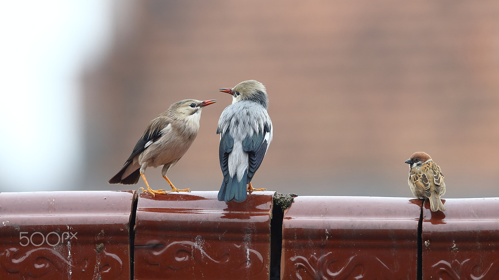 Canon EF 400mm F2.8L IS II USM sample photo. Bs3p0649.jpg photography