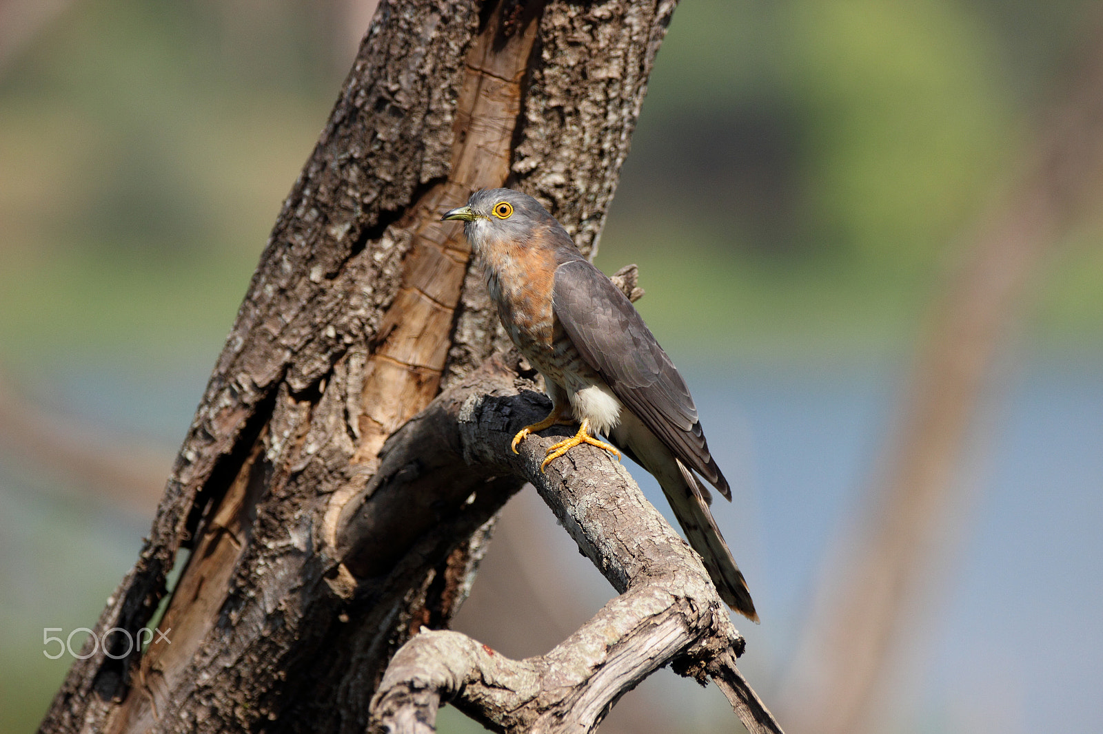 Sigma 150-600mm F5-6.3 DG OS HSM | C sample photo. Common hawk-cuckoo photography