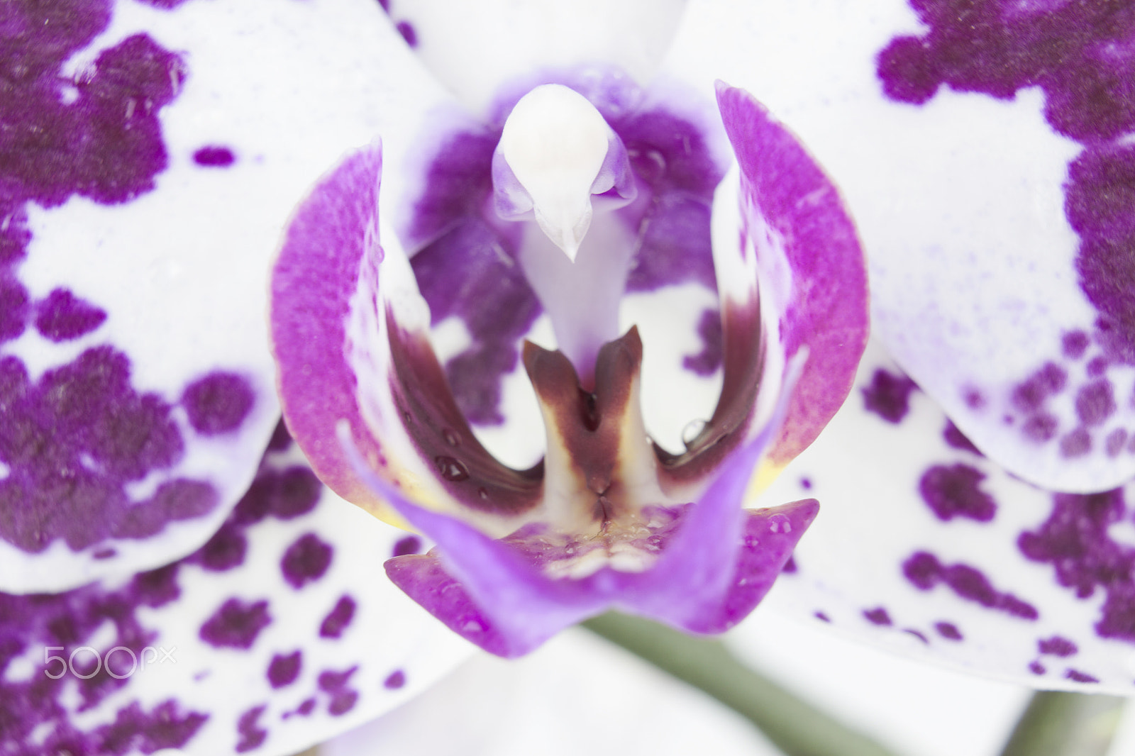 Canon EF-S 18-55mm F3.5-5.6 III sample photo. Orchid macro picture photography