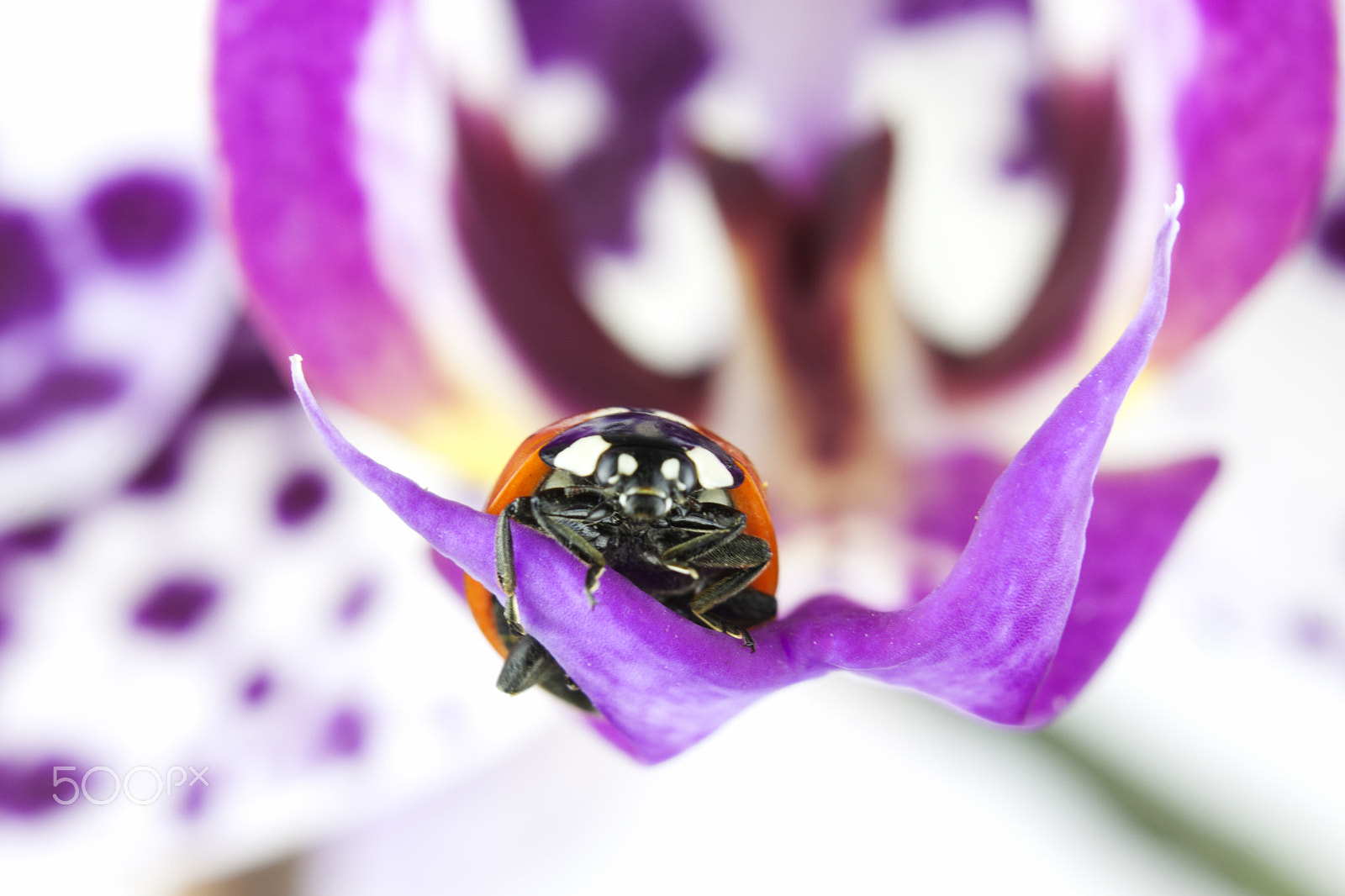 Canon EF-S 18-55mm F3.5-5.6 III sample photo. Ladybug on a orchid petal photography