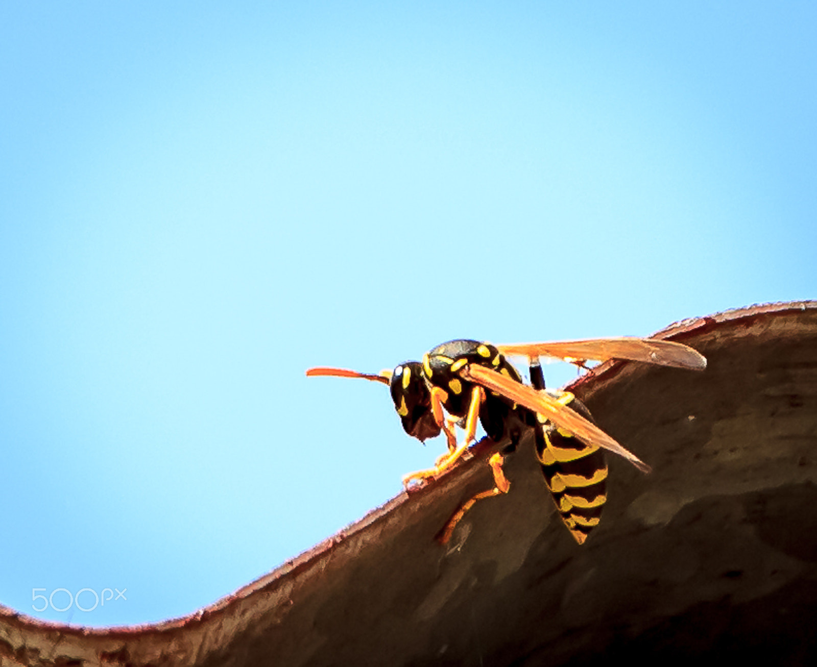 Canon EF-S 18-135mm F3.5-5.6 IS STM sample photo. Wasp the roofclimber photography