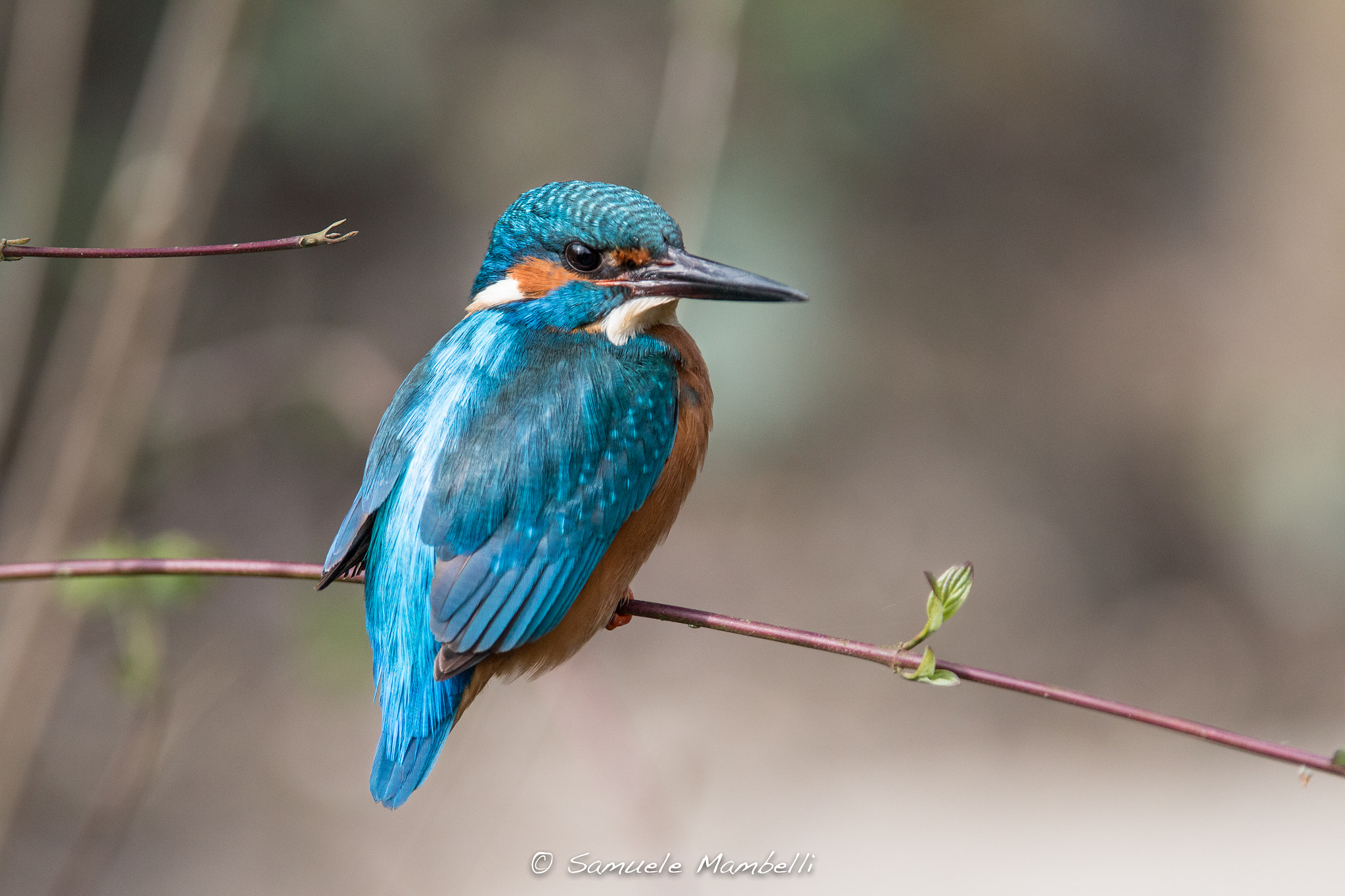 Canon EF 300mm F2.8L IS USM sample photo. Blue photography