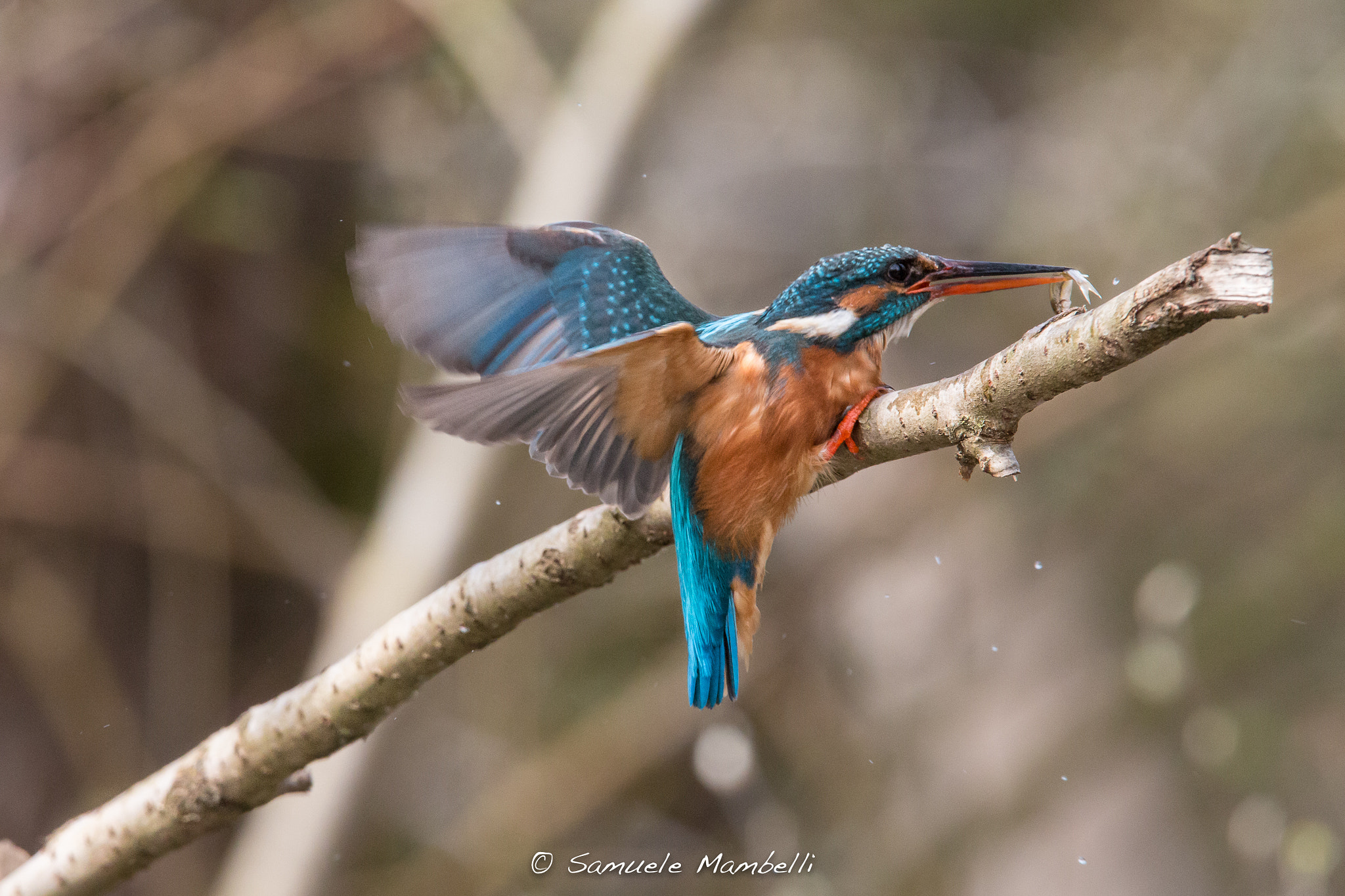 Canon EF 300mm F2.8L IS USM sample photo. Pesca spettacolare photography