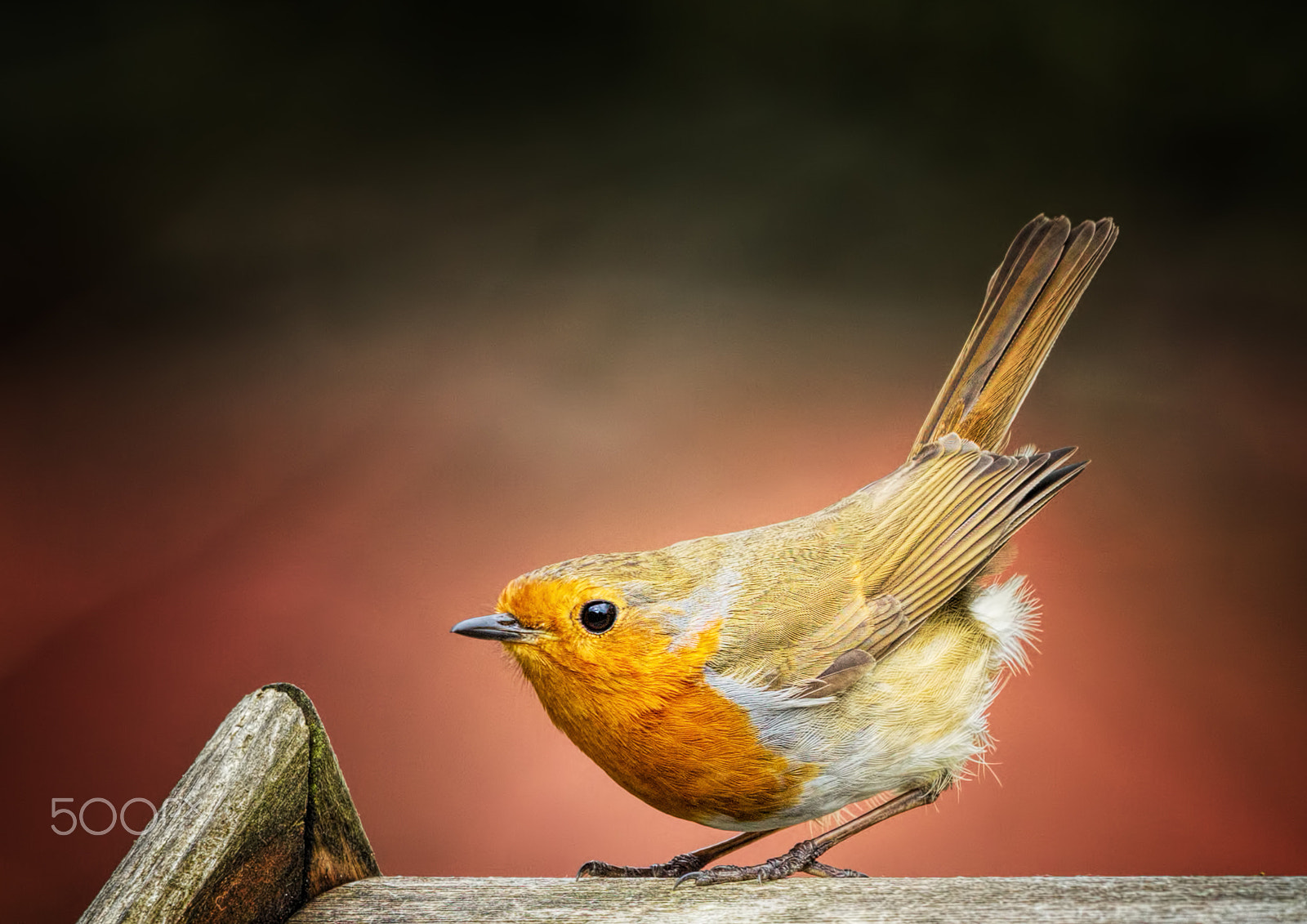 Canon EF 500mm F4L IS II USM sample photo. Robin doing a wren impression! photography