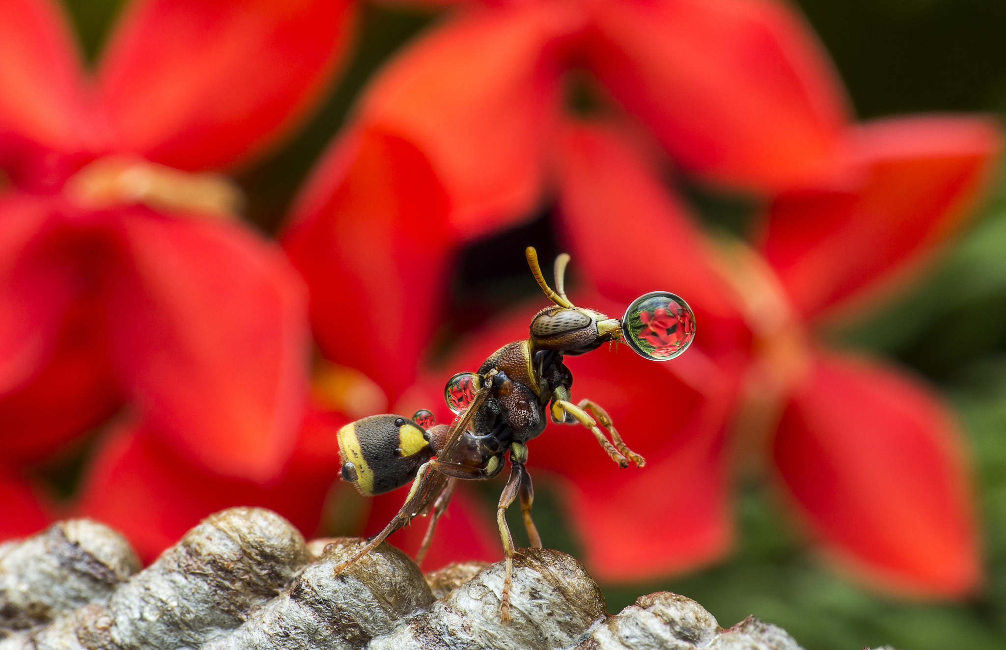 Canon EF 100mm F2.8 Macro USM sample photo. Wasp blowing water droplet photography