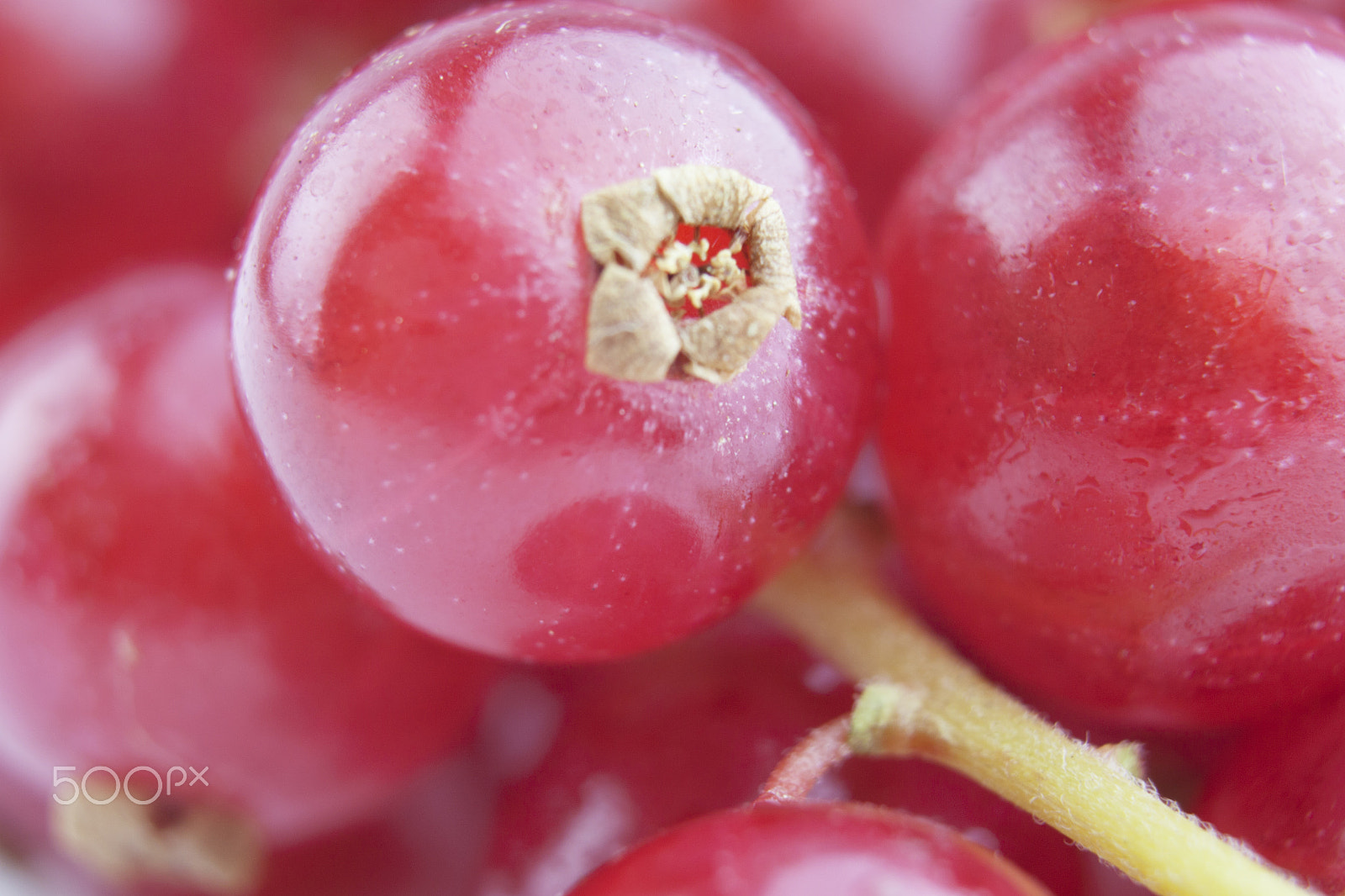 Canon EF-S 18-55mm F3.5-5.6 III sample photo. Red currant isolated on white photography