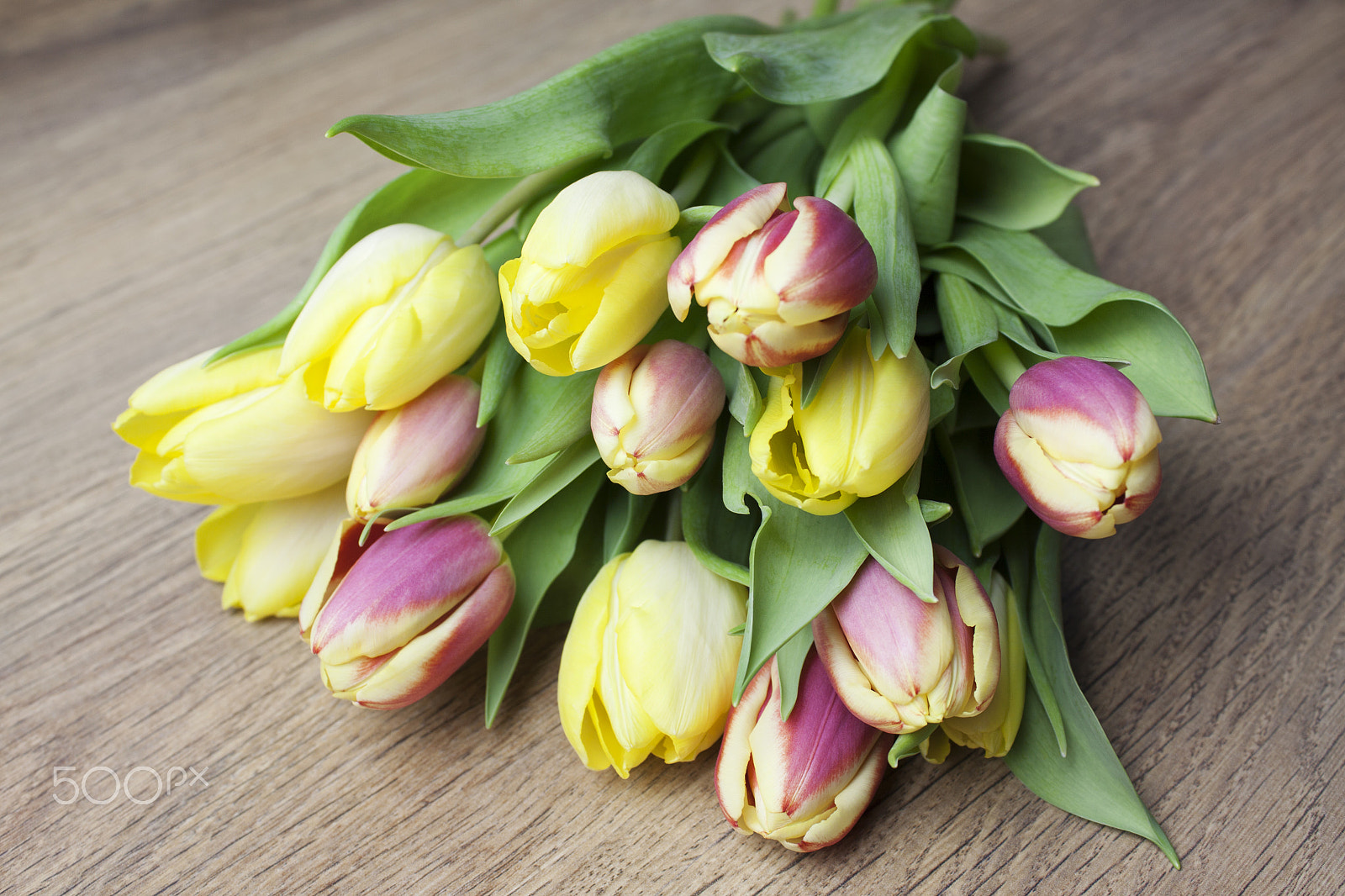 Canon EF-S 18-55mm F3.5-5.6 III sample photo. Beautiful tulips photography