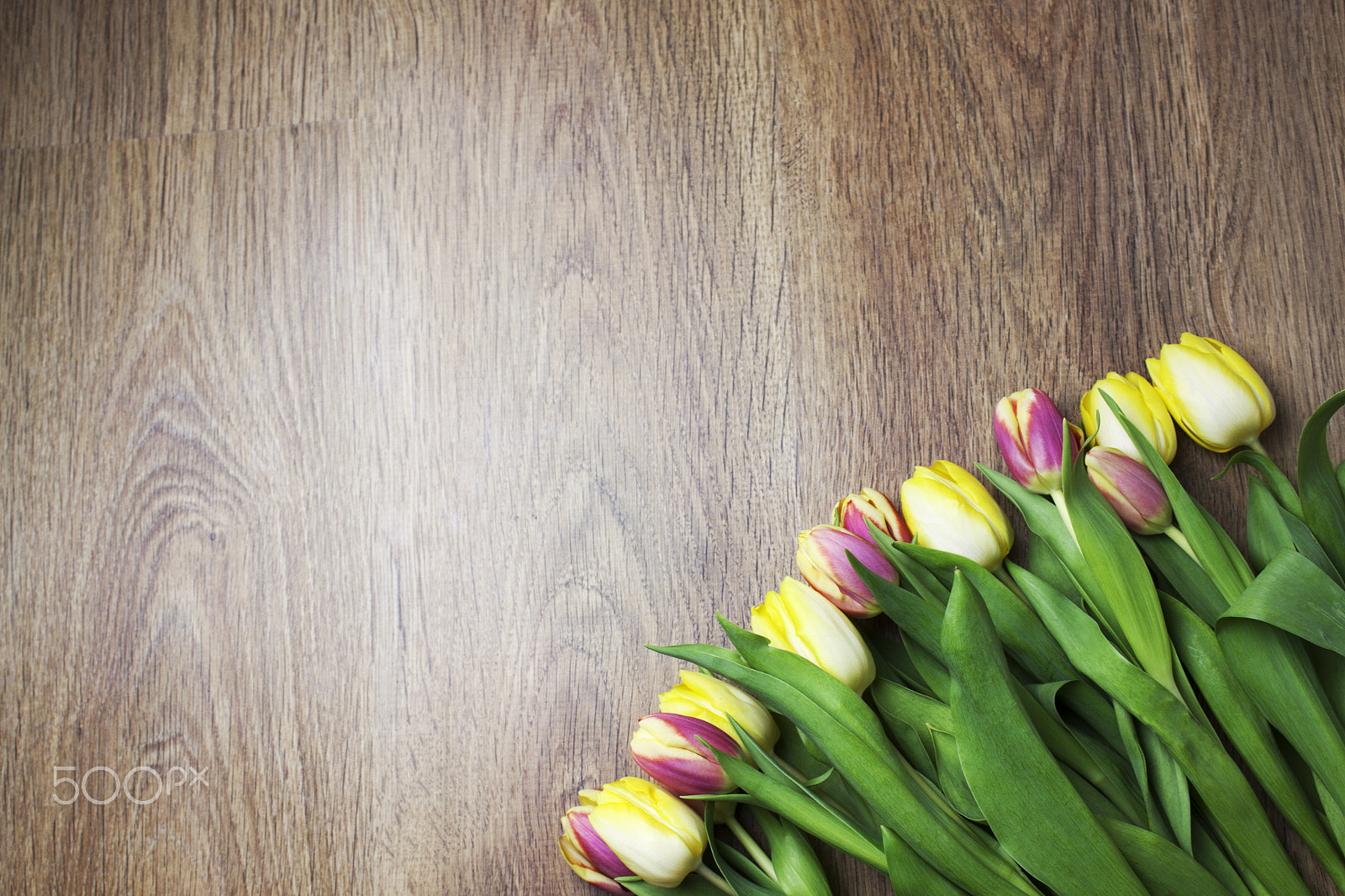 Canon EF-S 18-55mm F3.5-5.6 III sample photo. Beautiful tulips photography