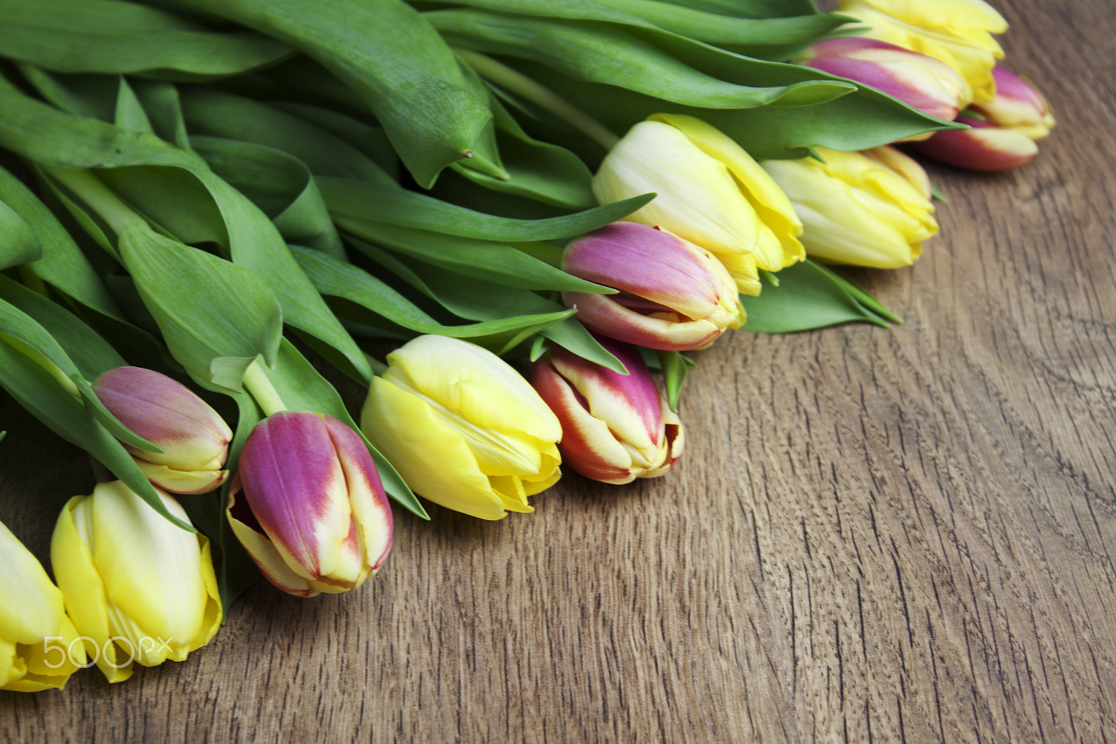 Canon EF-S 18-55mm F3.5-5.6 III sample photo. Beautiful tulips photography