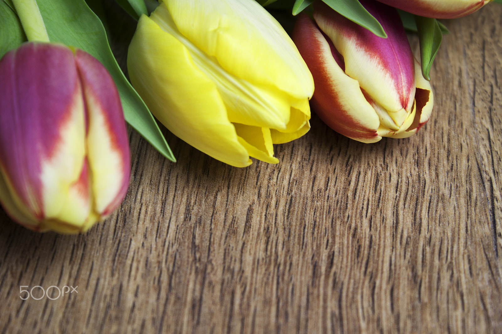 Canon EF-S 18-55mm F3.5-5.6 III sample photo. Beautiful tulips photography