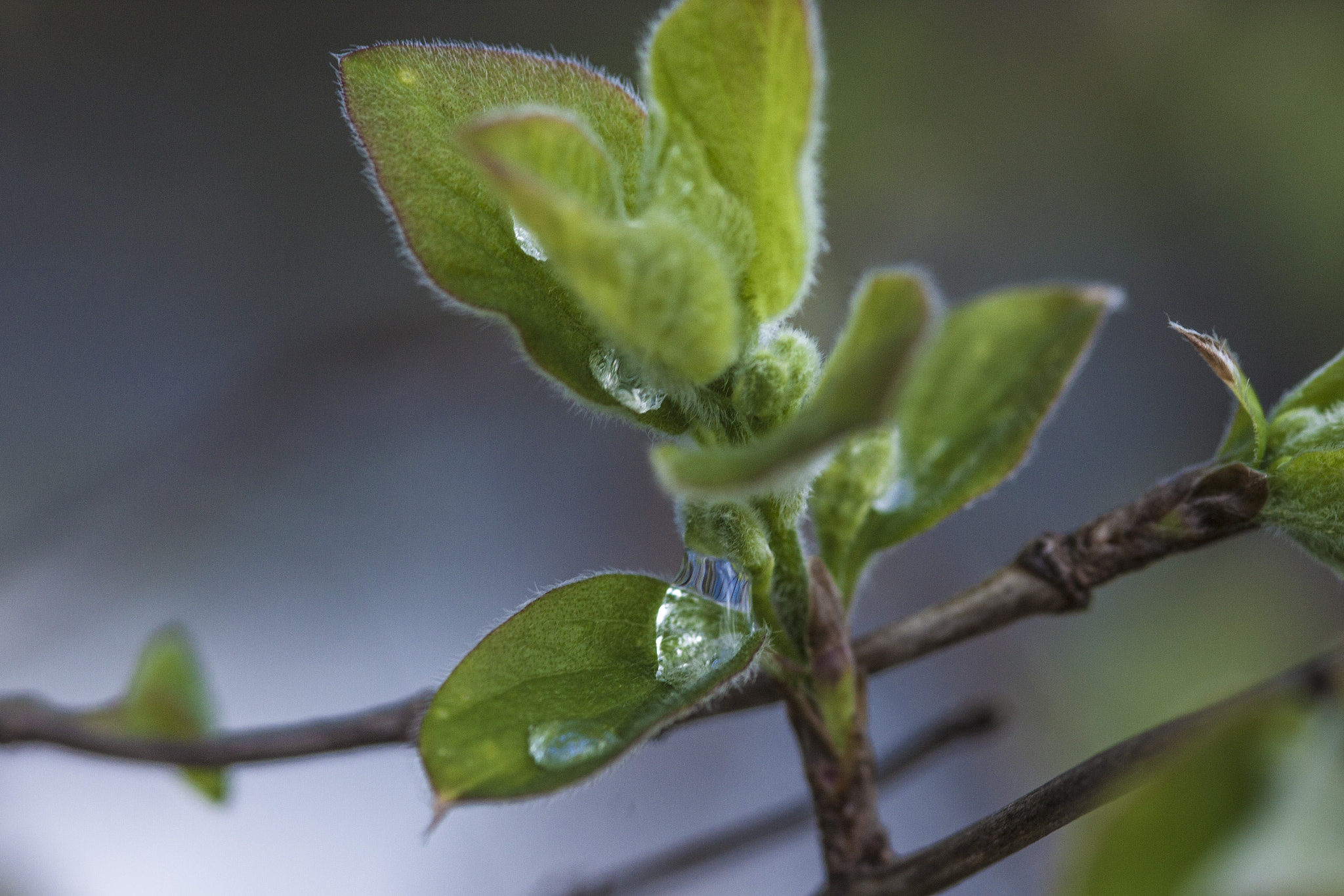 Canon EOS 500D (EOS Rebel T1i / EOS Kiss X3) + Sigma 105mm F2.8 EX DG Macro sample photo. Makro drops photography