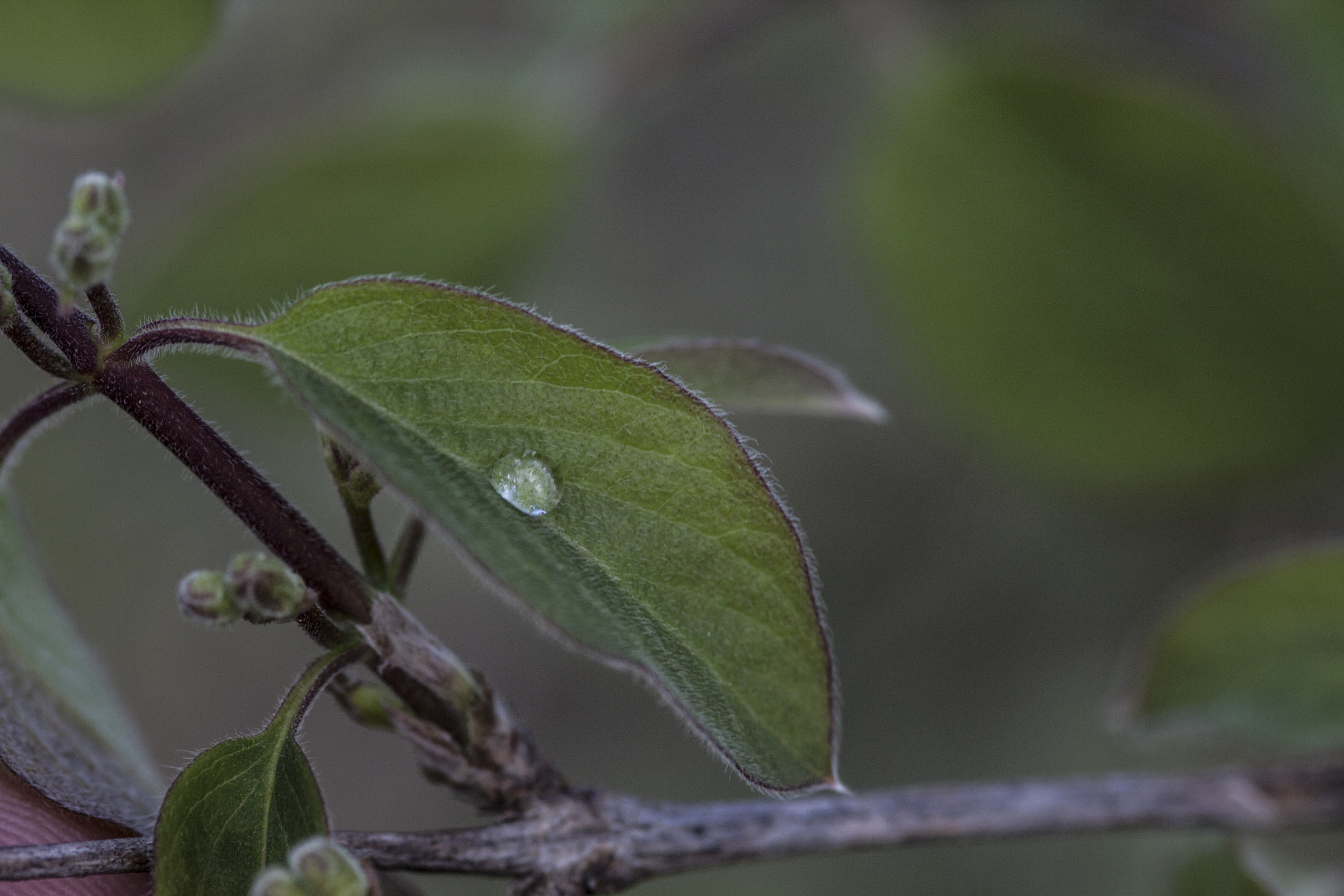 Canon EOS 500D (EOS Rebel T1i / EOS Kiss X3) + Sigma 105mm F2.8 EX DG Macro sample photo. Makro drops photography