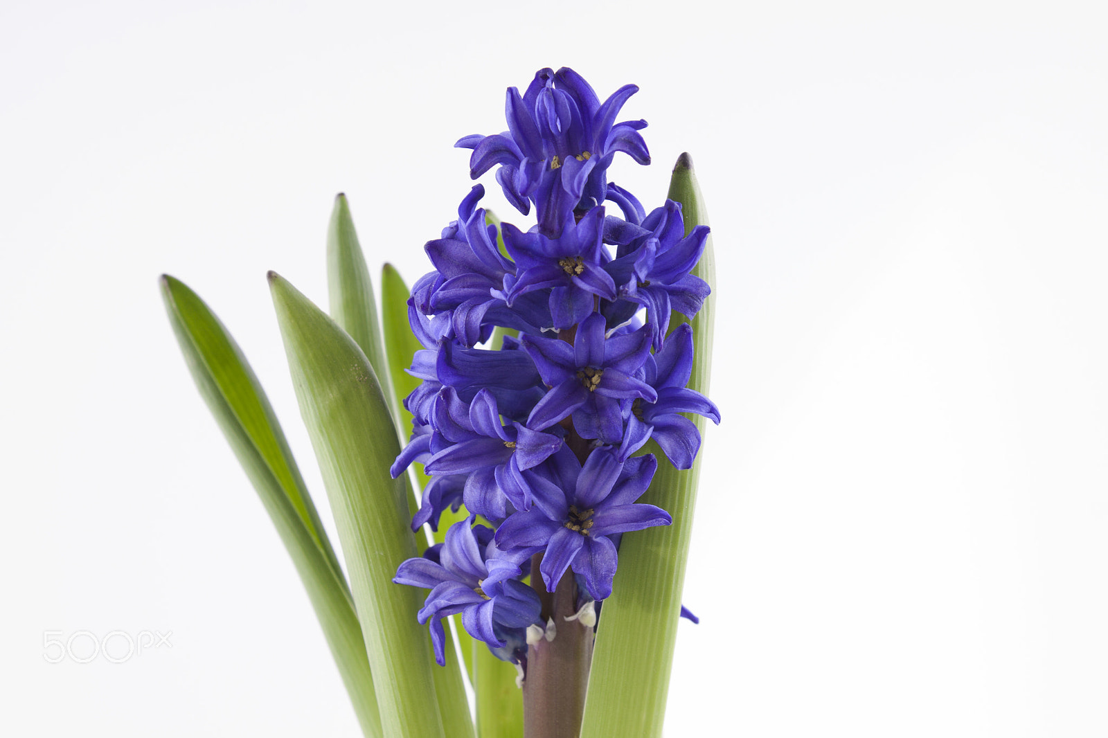 Canon EF-S 18-55mm F3.5-5.6 III sample photo. Hyacinth isolated on white photography