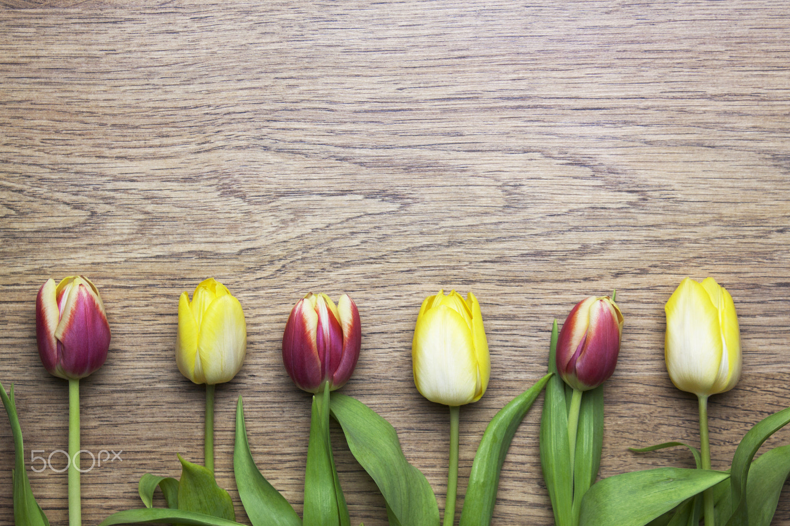 Canon EF-S 18-55mm F3.5-5.6 III sample photo. Beautiful tulips photography