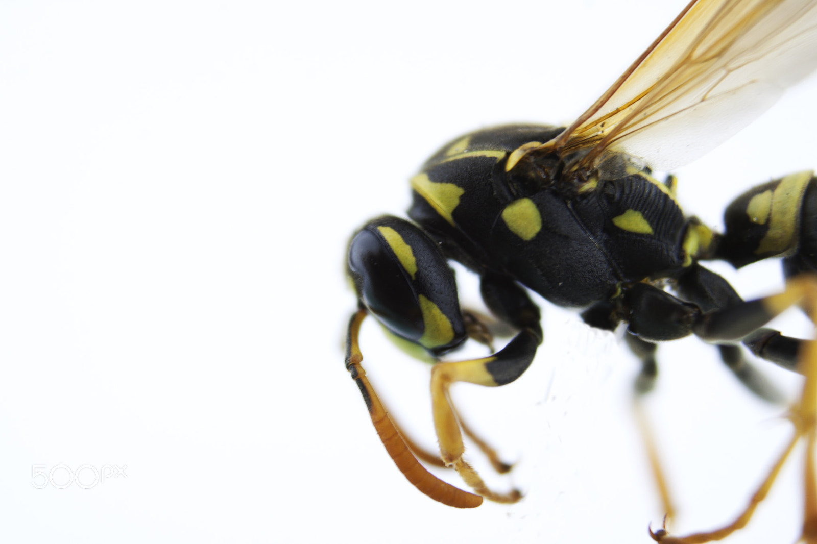 Canon EF-S 18-55mm F3.5-5.6 III sample photo. Wasp isolated on white photography