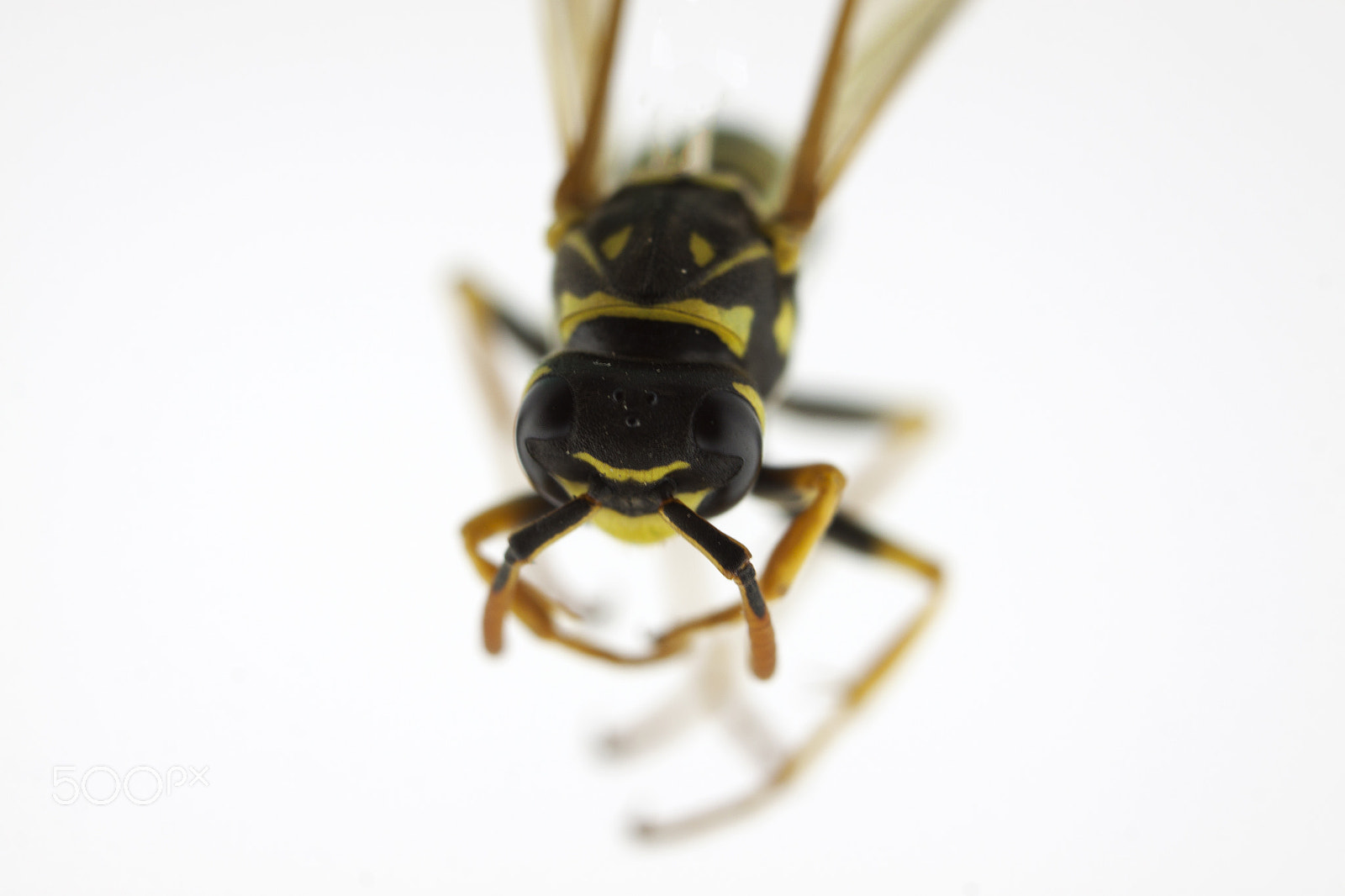 Canon EF-S 18-55mm F3.5-5.6 III sample photo. Wasp isolated on white photography