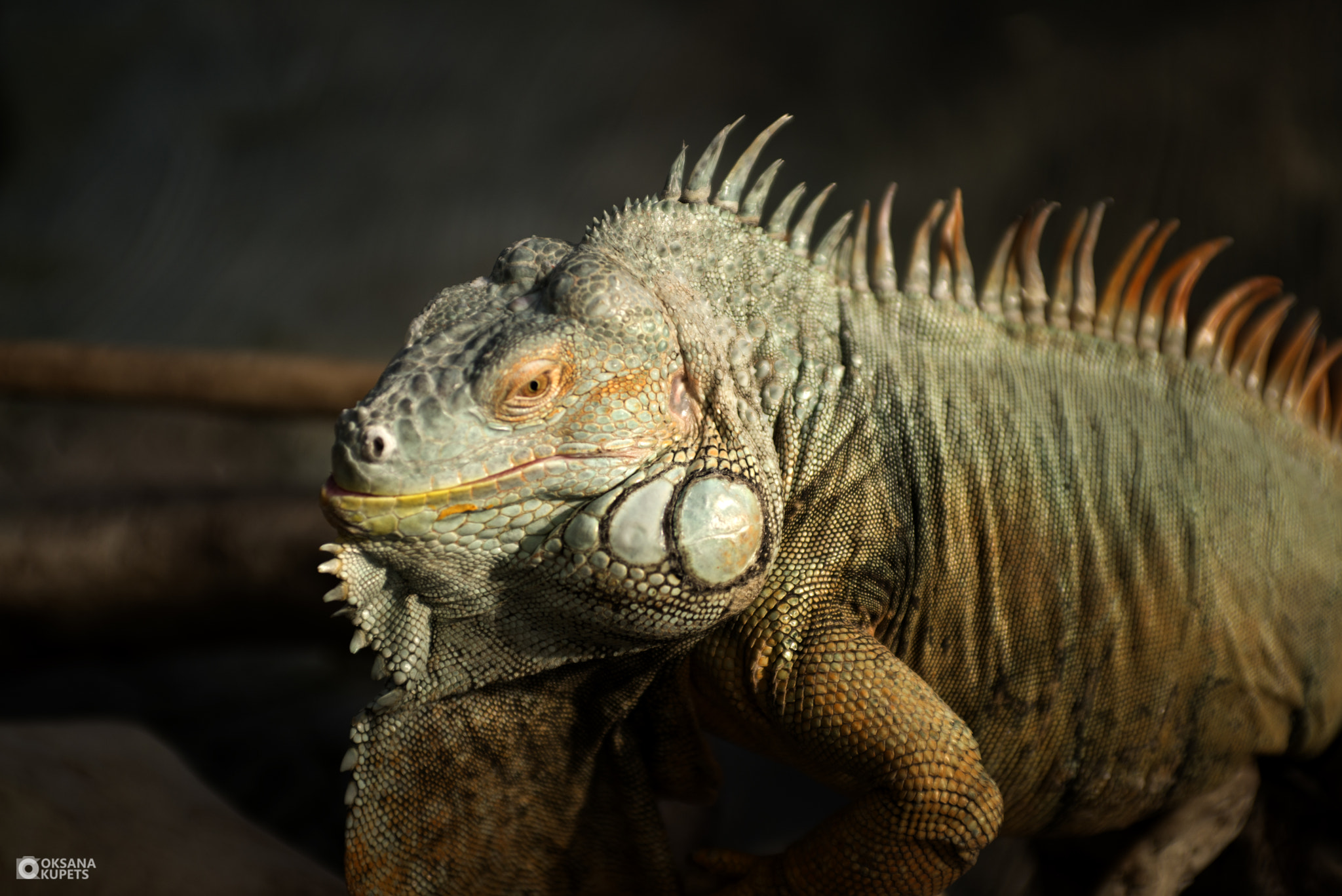 Nikon D600 + AF Zoom-Nikkor 35-70mm f/2.8D sample photo. Wild.jpg photography