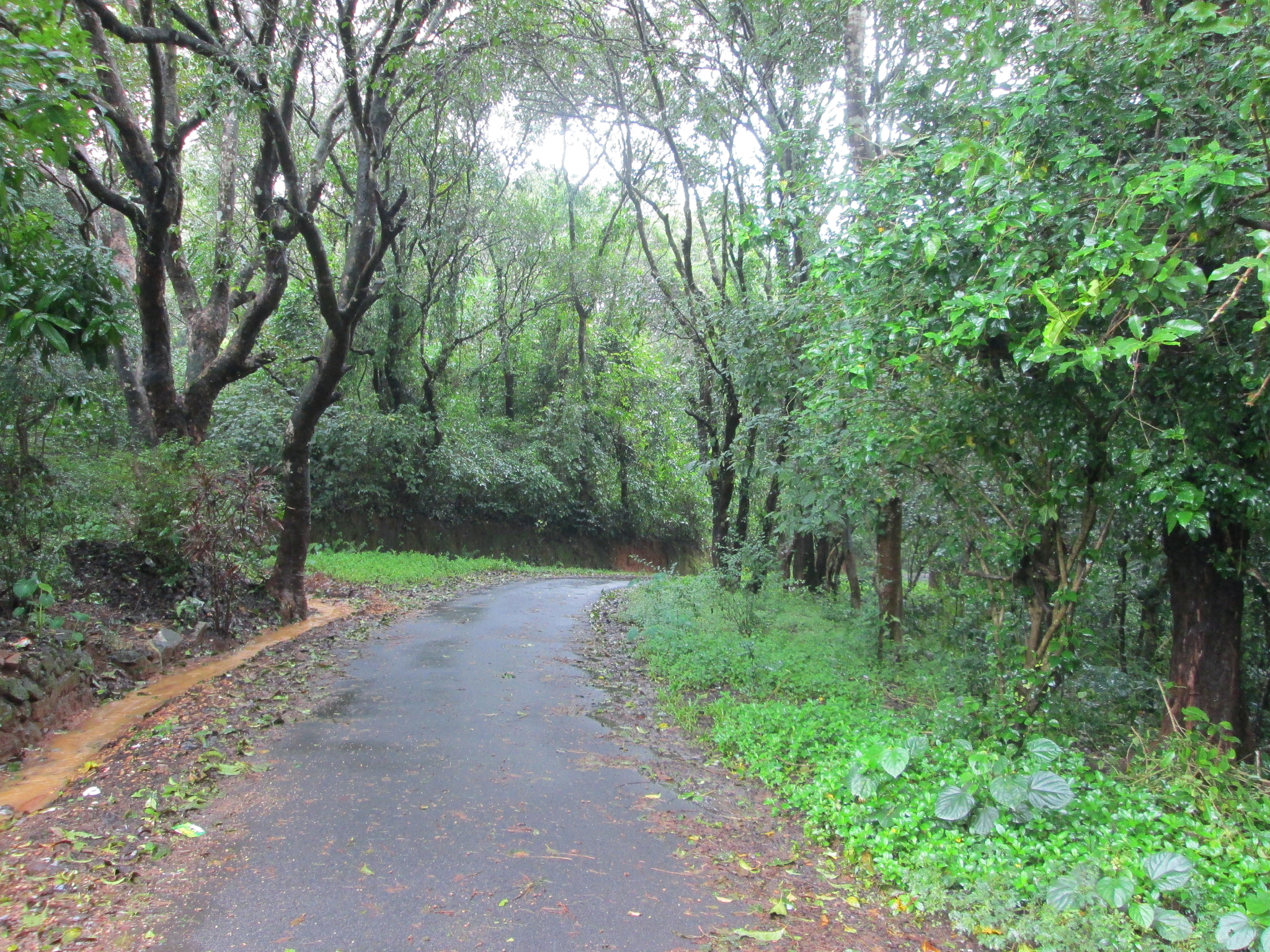 Canon PowerShot A2400 IS sample photo. Path in rainforest photography