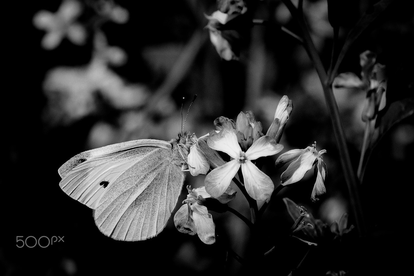 Nikon D40X + Nikon AF Micro-Nikkor 60mm F2.8D sample photo. Butterfly #2 photography