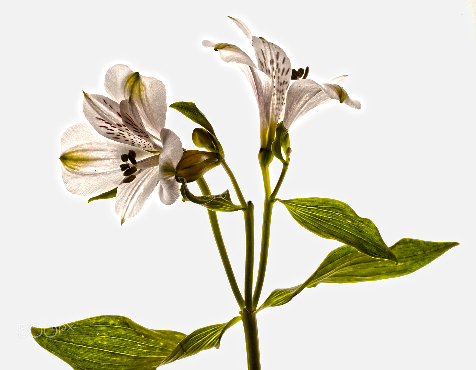 Canon EF 180mm F3.5L Macro USM sample photo. White alstromeria photography