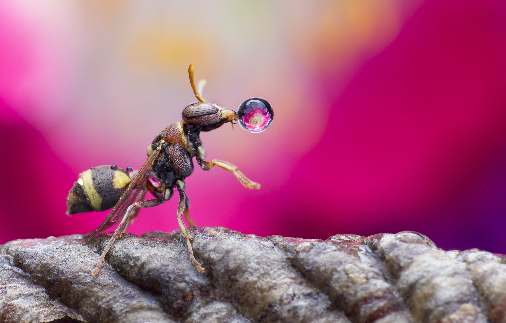 Canon EOS 60D + Canon EF 100mm F2.8 Macro USM sample photo. Wasp blowing water droplet photography