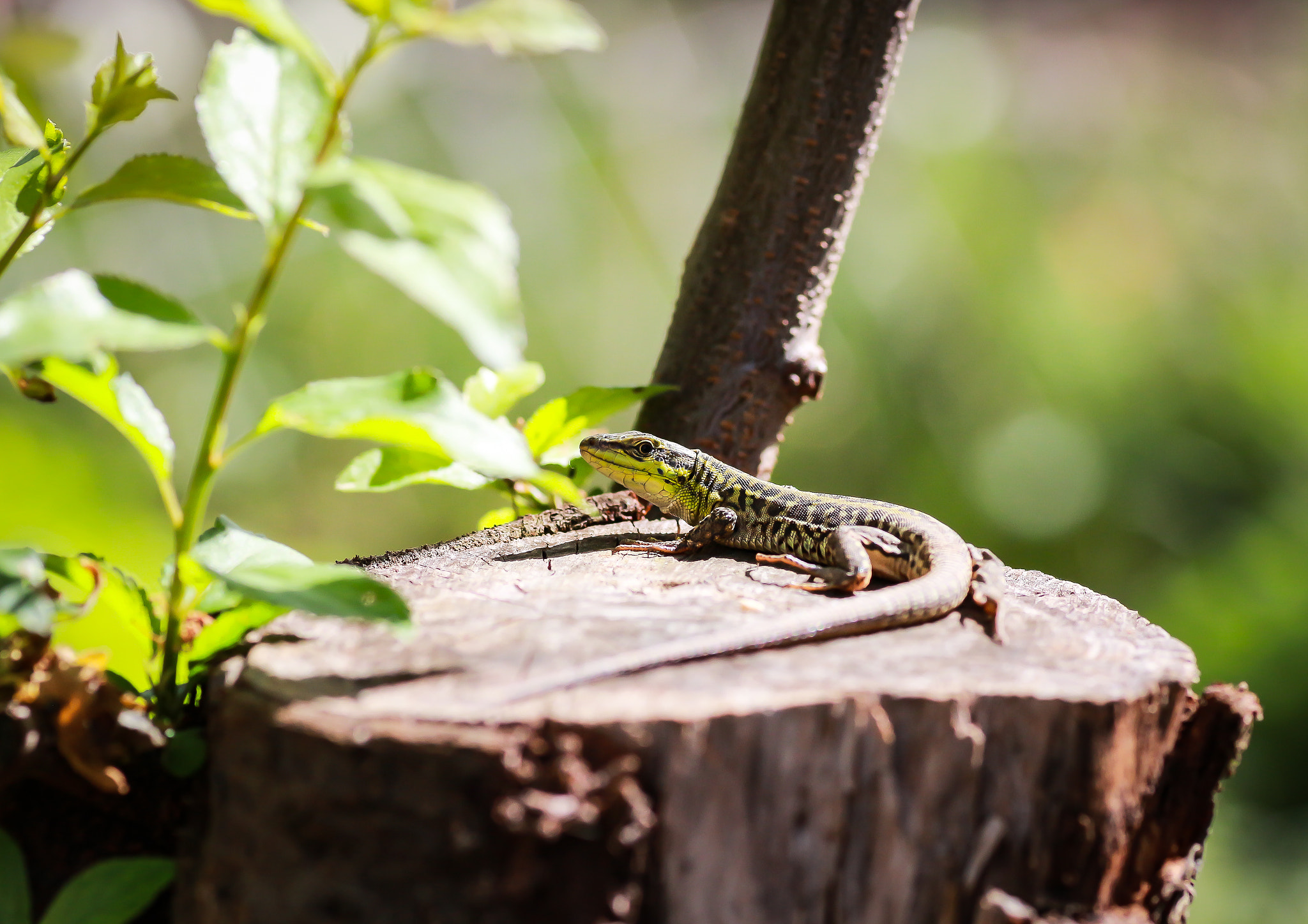 Canon EOS 650D (EOS Rebel T4i / EOS Kiss X6i) + Tamron SP AF 90mm F2.8 Di Macro sample photo. Lizard 007 photography