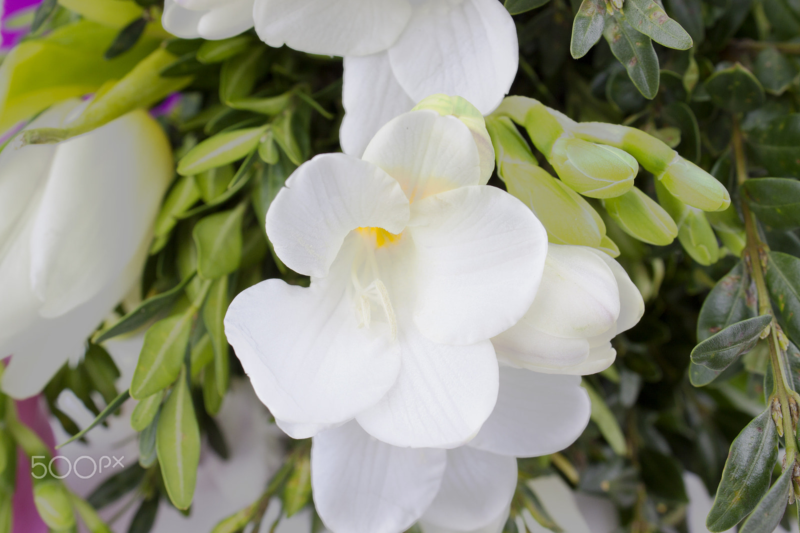 Canon EF-S 18-55mm F3.5-5.6 III sample photo. Beautiful bouquet of freesias photography