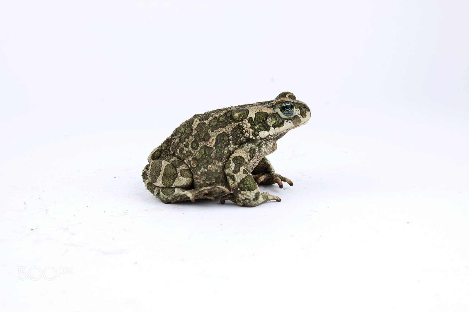 Canon EF-S 18-55mm F3.5-5.6 III sample photo. Green frog isolated on white photography