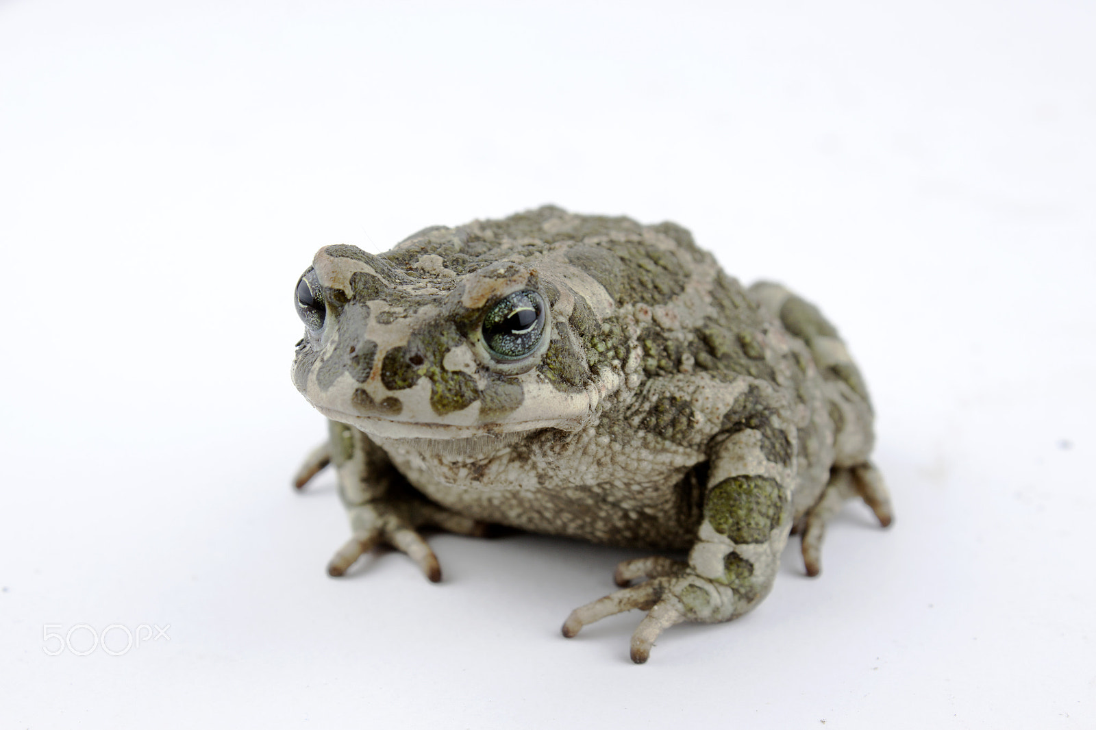 Canon EF-S 18-55mm F3.5-5.6 III sample photo. Green frog isolated on white photography