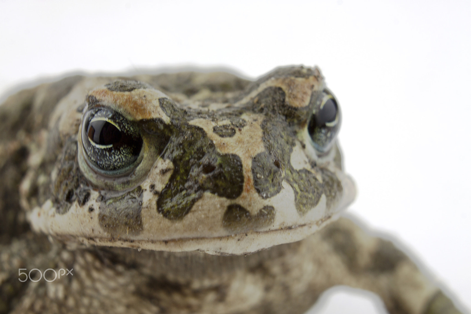 Canon EF-S 18-55mm F3.5-5.6 III sample photo. Green frog isolated on white photography