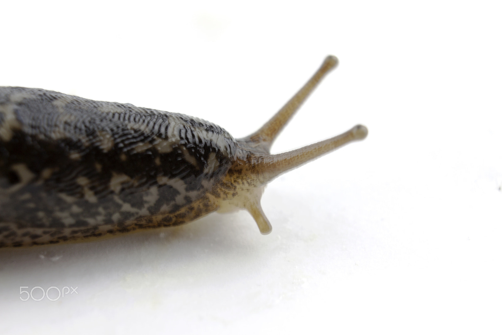 Canon EF-S 18-55mm F3.5-5.6 III sample photo. Slug isolated on white photography