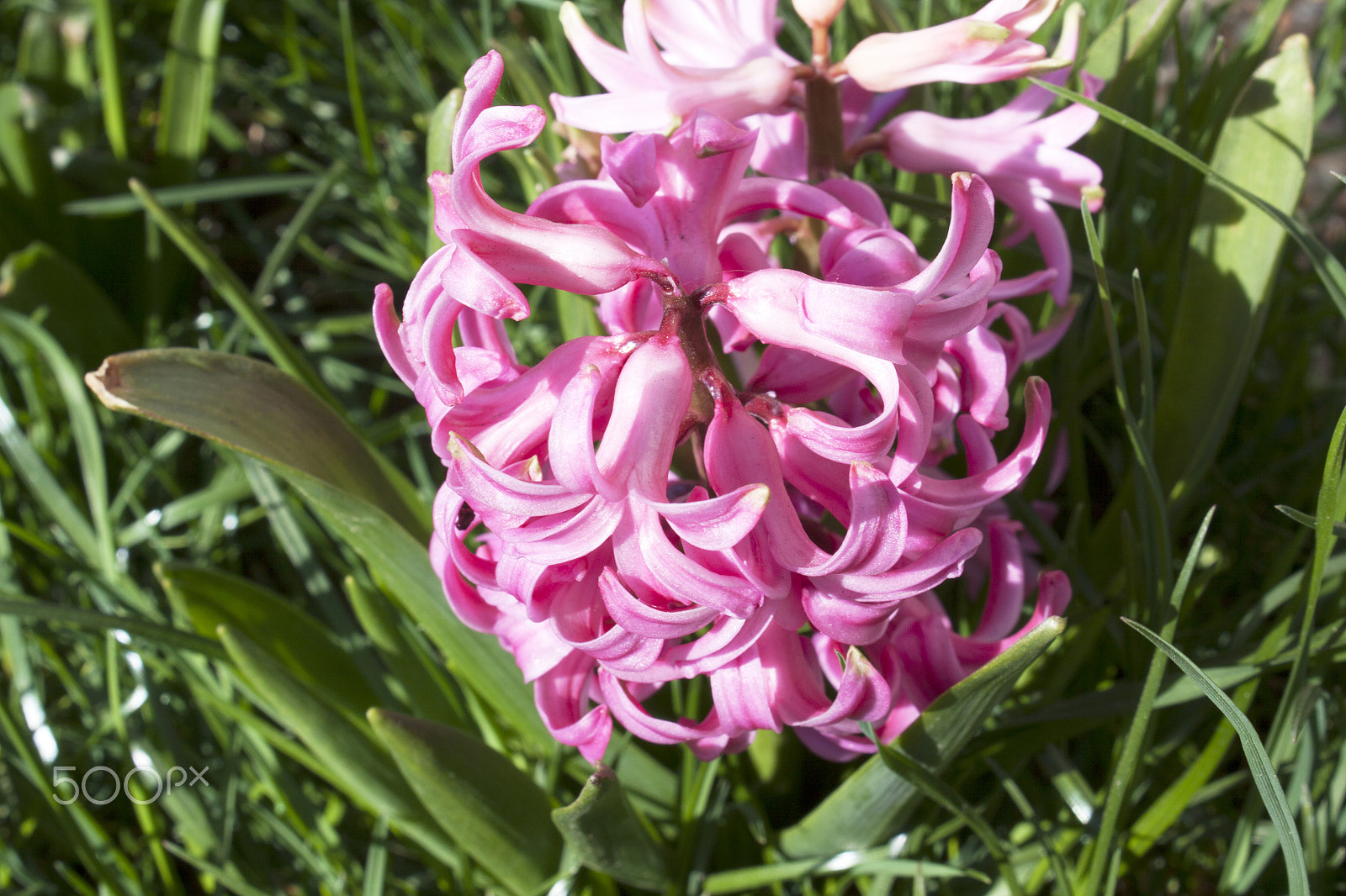 Canon EF-S 18-55mm F3.5-5.6 III sample photo. Pink hyacinth in the grass photography
