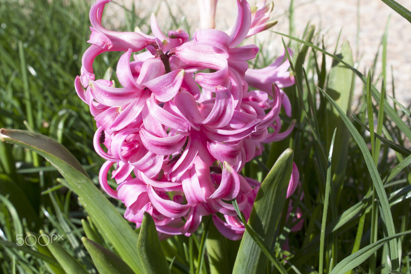 Canon EF-S 18-55mm F3.5-5.6 III sample photo. Pink hyacinth in the grass photography
