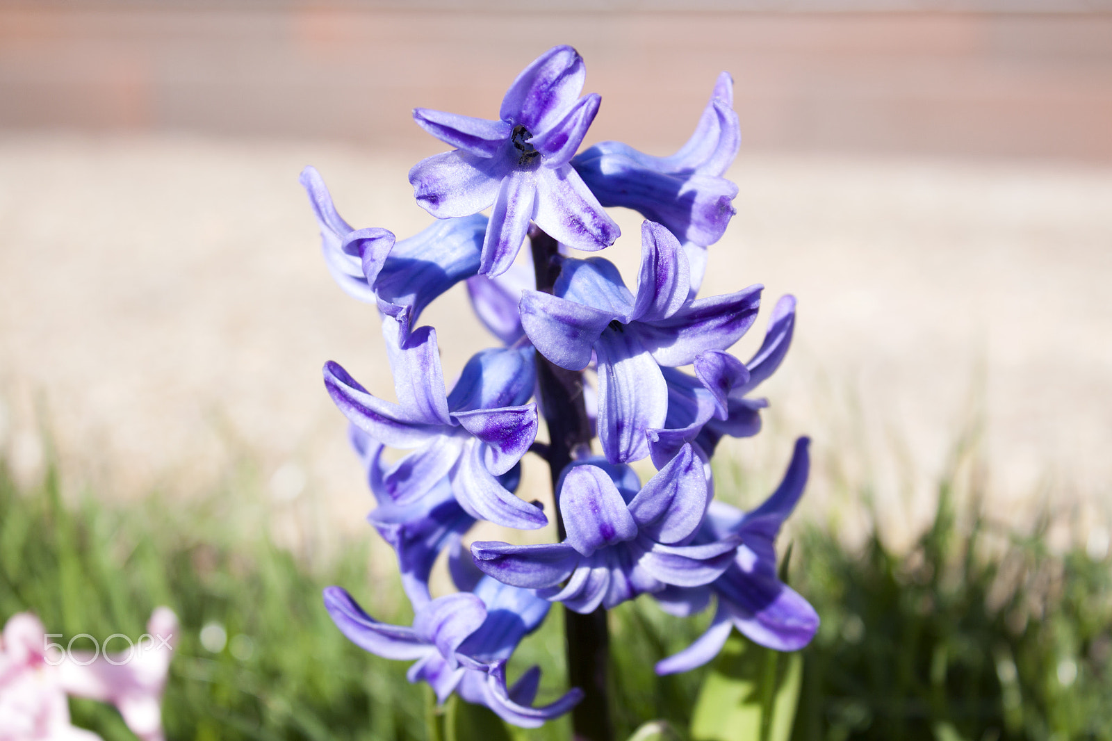 Canon EF-S 18-55mm F3.5-5.6 III sample photo. Purple hyacinth in the grass photography