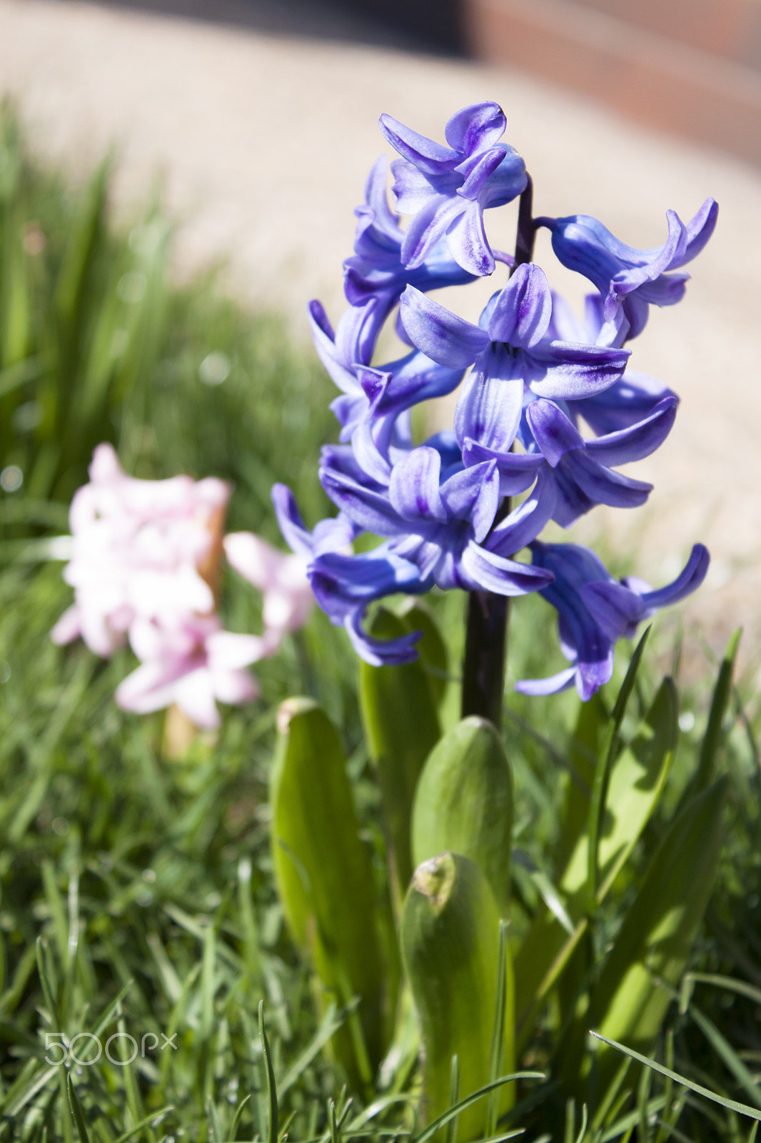Canon EF-S 18-55mm F3.5-5.6 III sample photo. Purple hyacinth in the grass photography