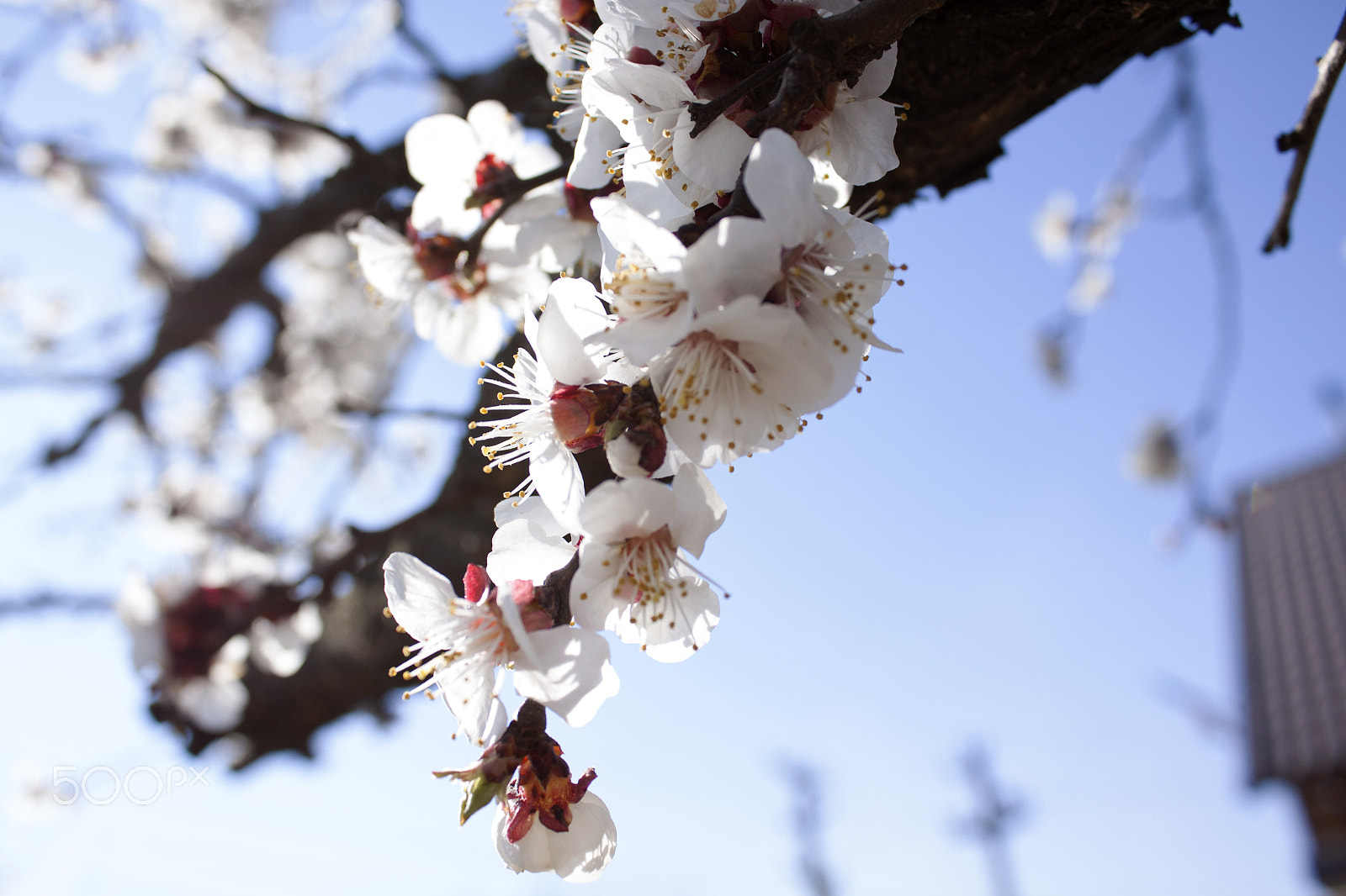 Canon EF-S 18-55mm F3.5-5.6 III sample photo. Apricot blossom and a clear day photography