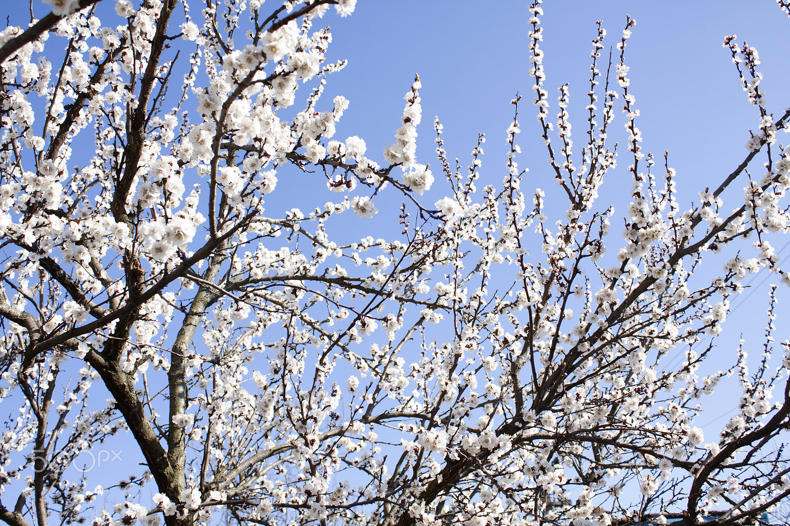 Canon EF-S 18-55mm F3.5-5.6 III sample photo. Apricot blossom and a clear day photography