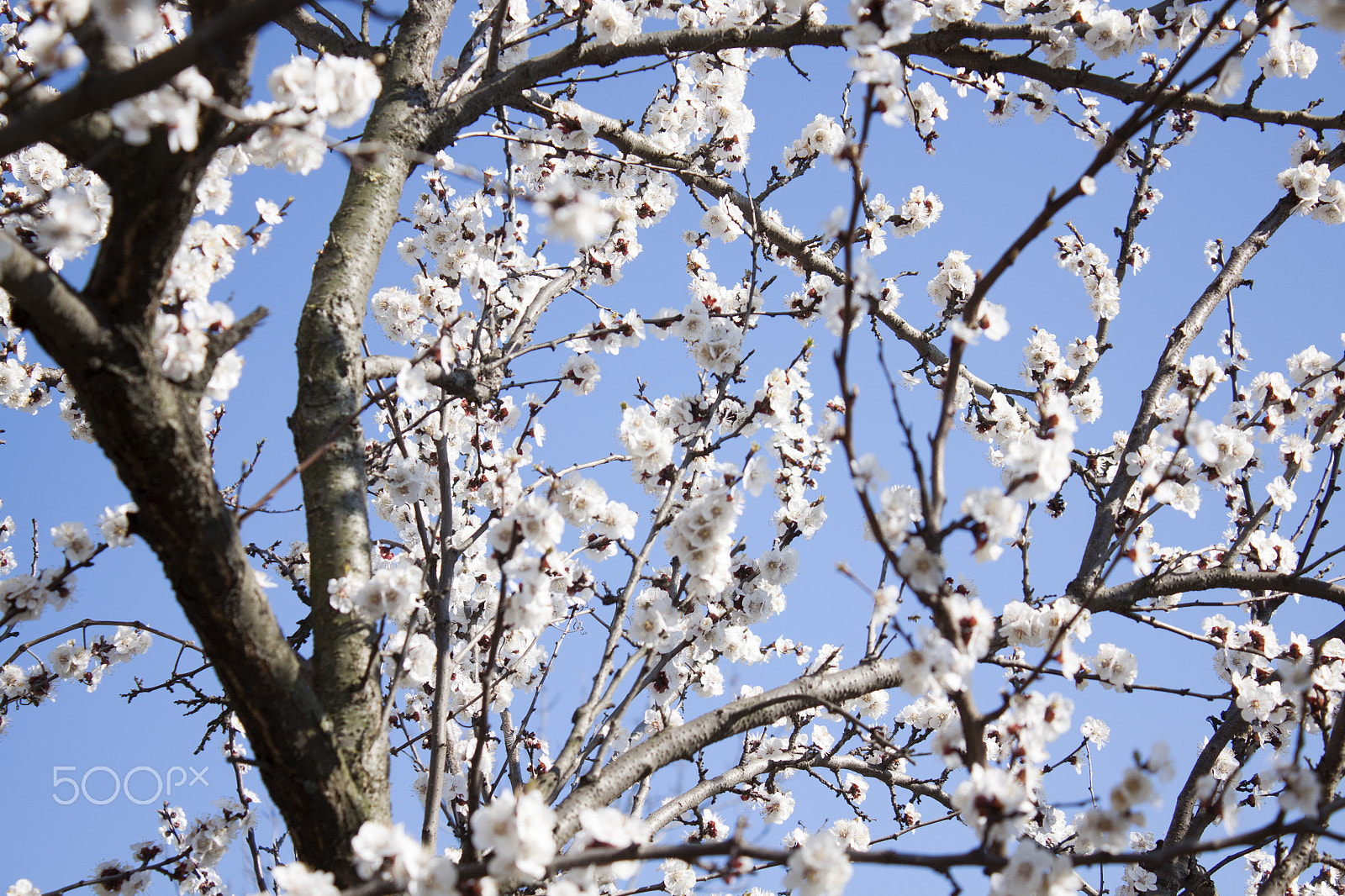 Canon EF-S 18-55mm F3.5-5.6 III sample photo. Apricot blossom and a clear day photography