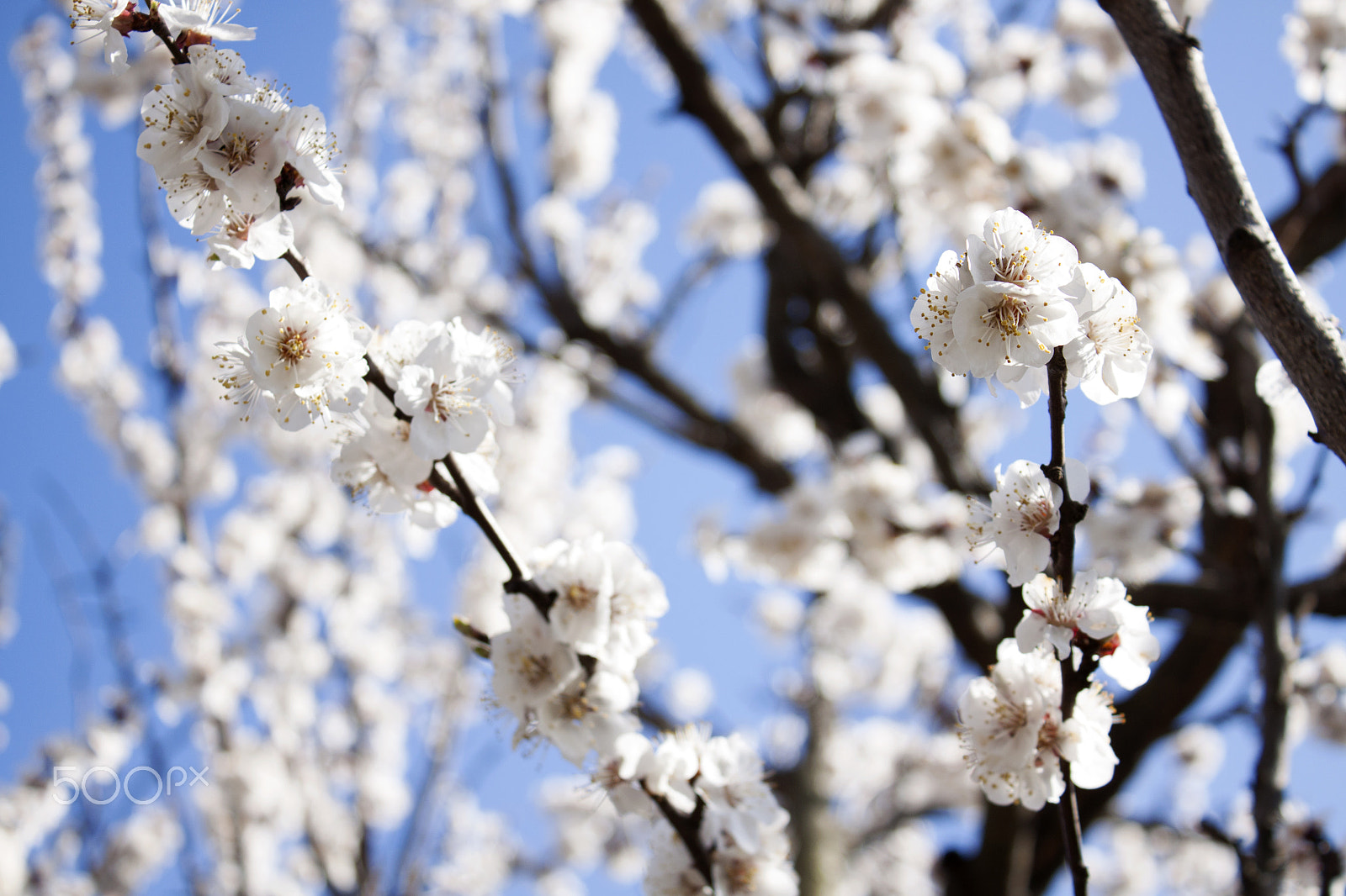 Canon EF-S 18-55mm F3.5-5.6 III sample photo. Apricot blossom and a clear day photography