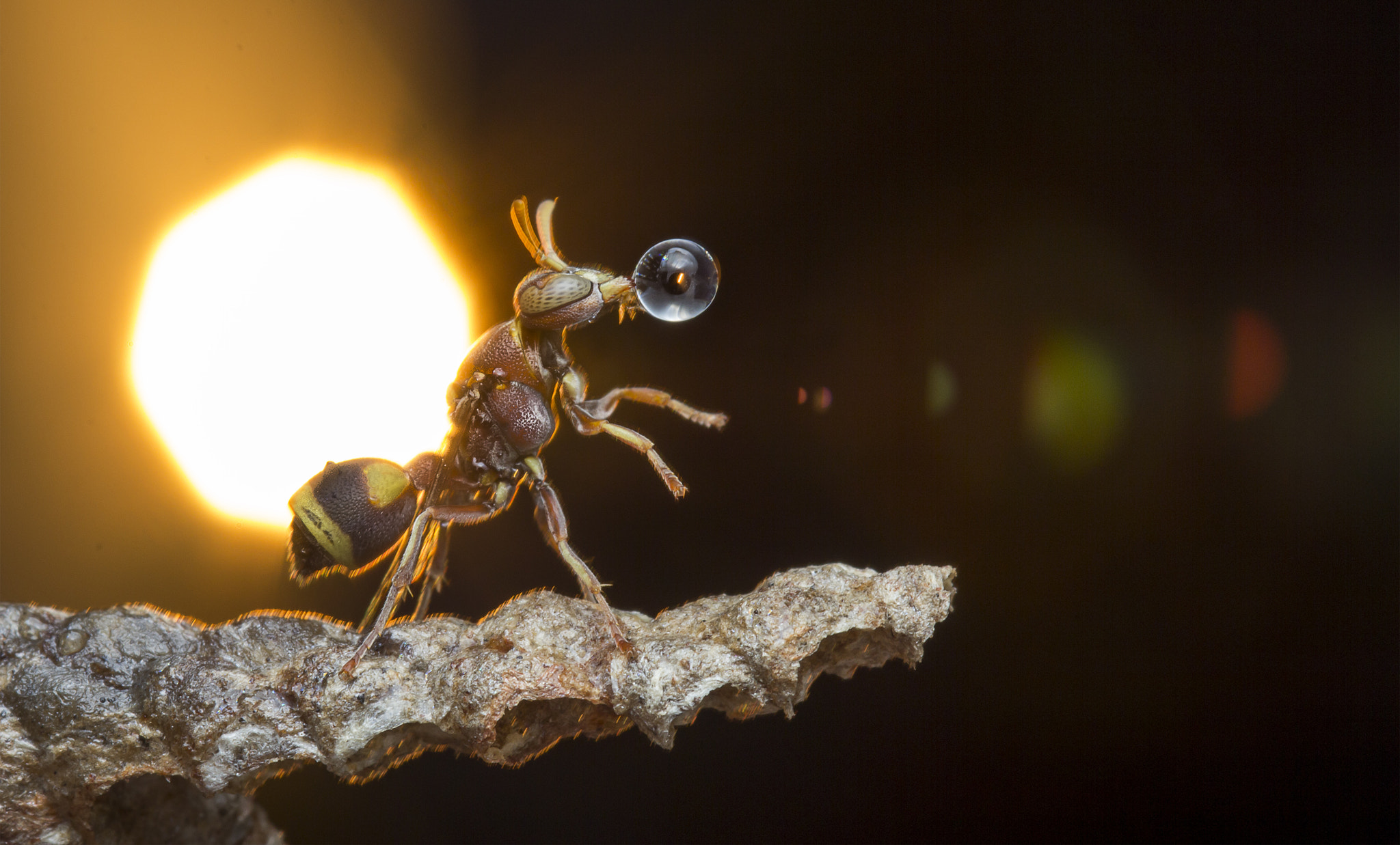 Canon EOS 60D + Canon EF 100mm F2.8 Macro USM sample photo. Wasp blowing water droplet under sunset2 photography
