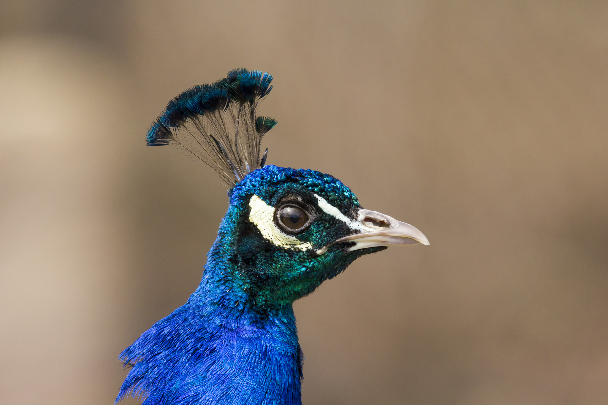 Sigma 150-600mm F5-6.3 DG OS HSM | C sample photo. Peacock portrait photography