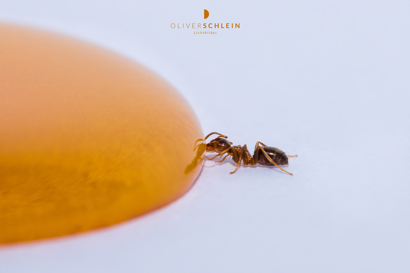 Sigma 150mm f/2.8 EX DG OS HSM APO Macro sample photo. Sweetest honey photography