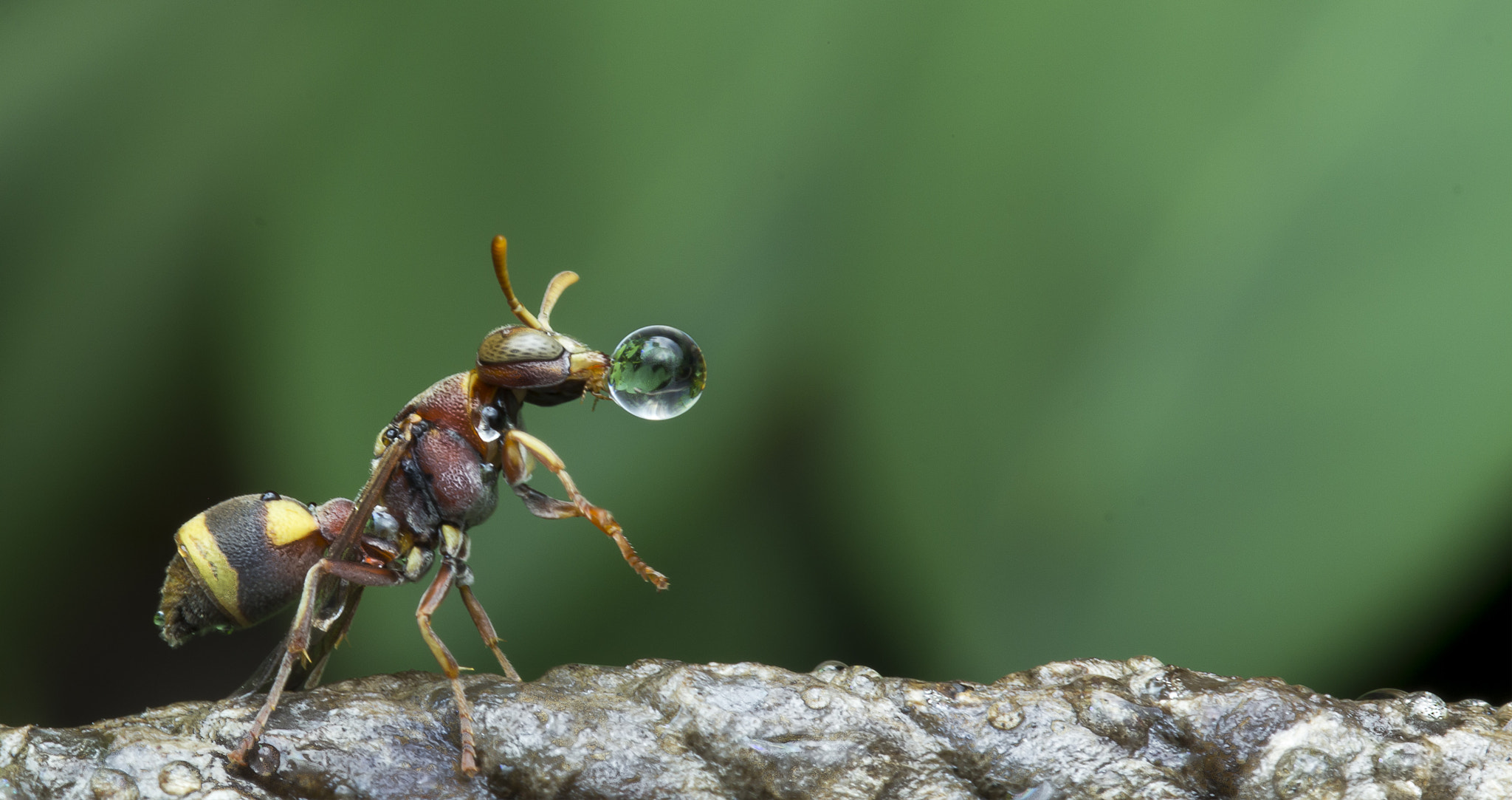 Canon EOS 60D + Canon EF 100mm F2.8 Macro USM sample photo. Wasp blowing water droplet photography