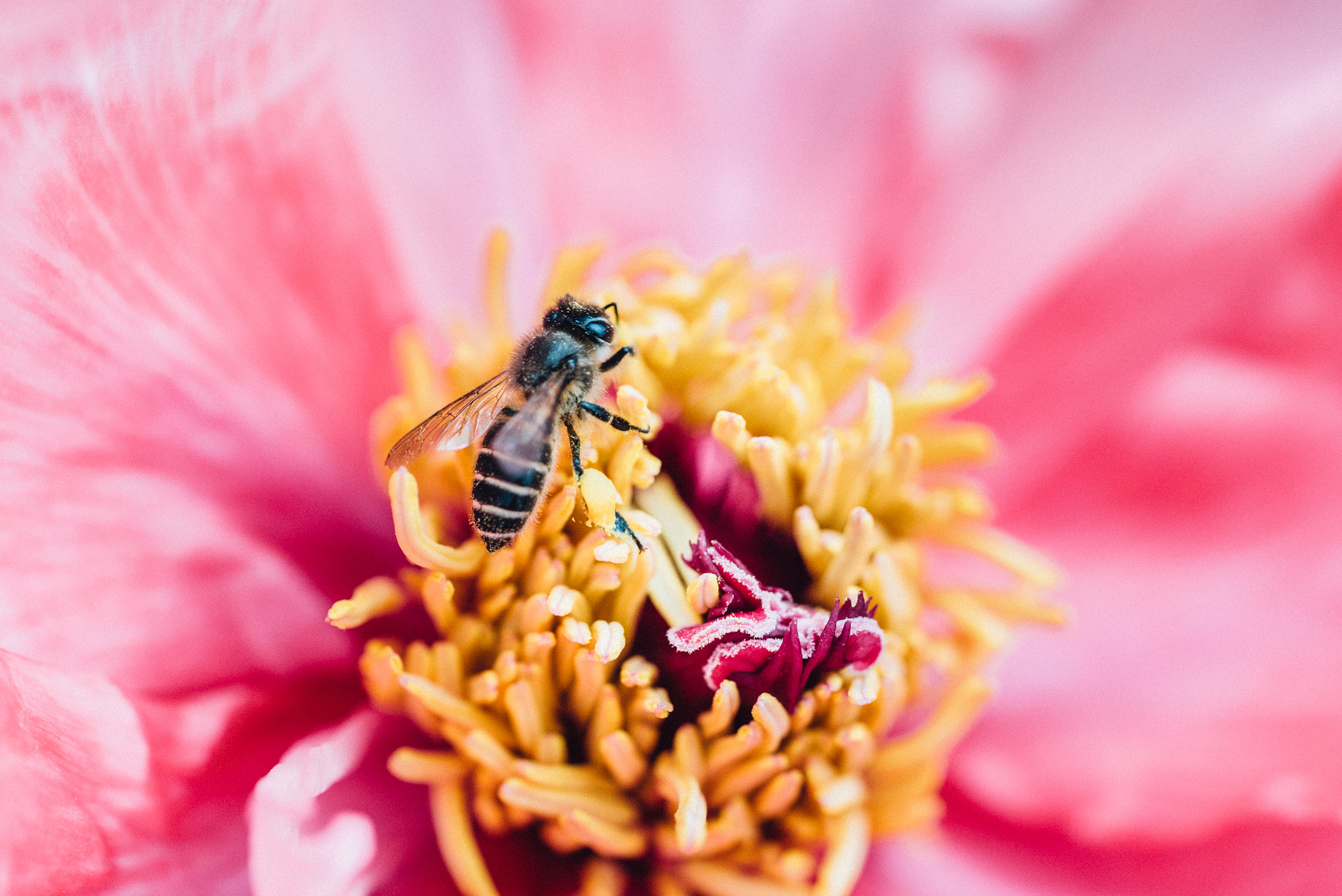 Sony a7S + Sony FE 90mm F2.8 Macro G OSS sample photo. 杉林溪 蜜蜂採蜜 photography