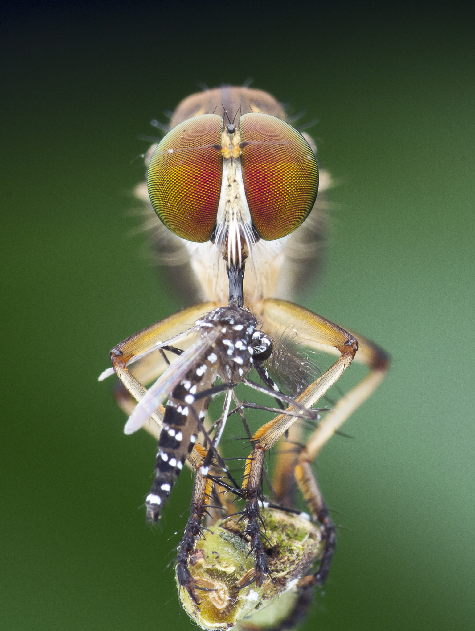 Canon EOS 60D + Canon EF 100mm F2.8 Macro USM sample photo. Robber fly with prey photography