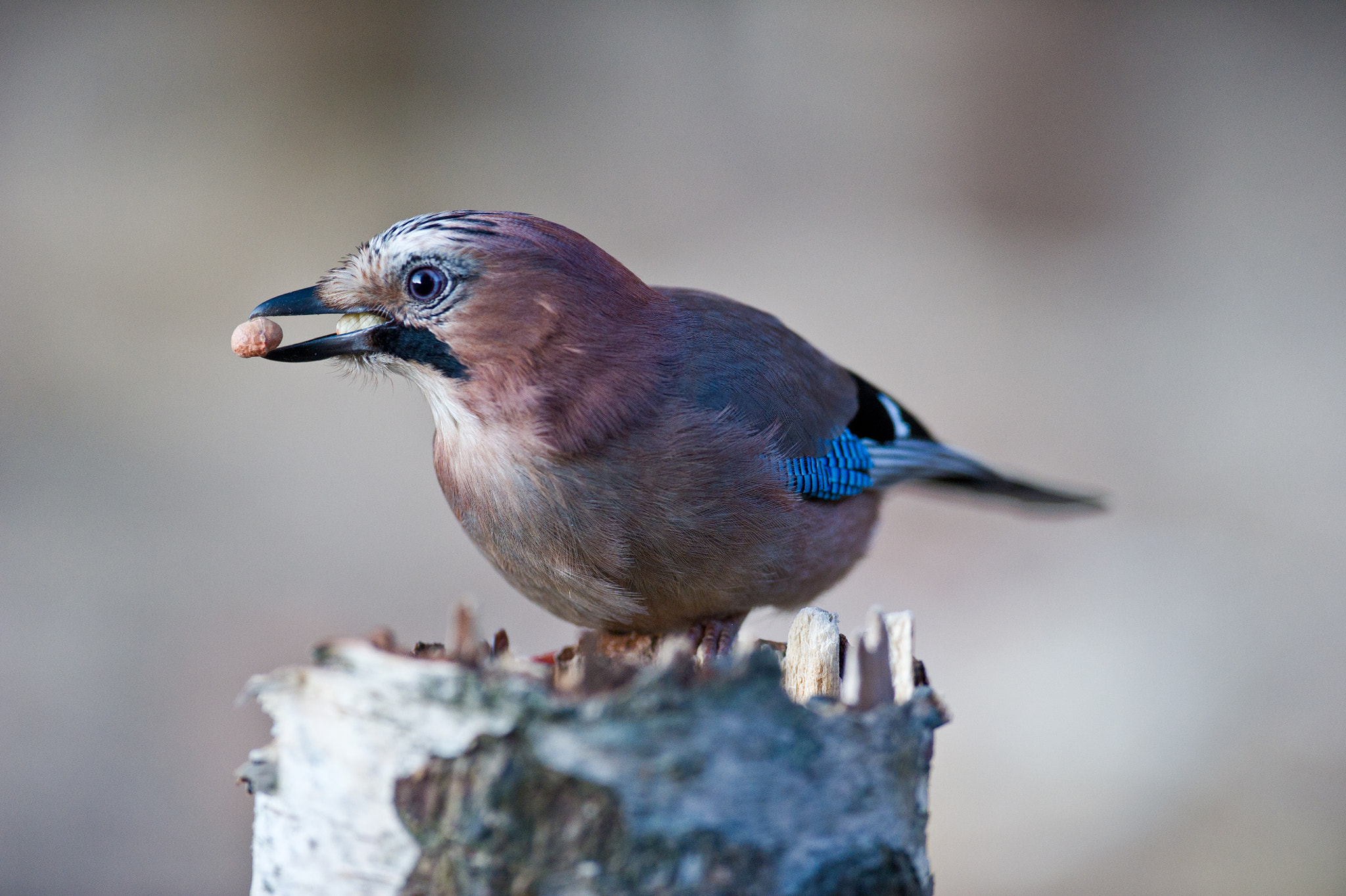 AF-S Nikkor 300mm f/2.8D IF-ED II sample photo. What´s so funny, i'm hungry... photography