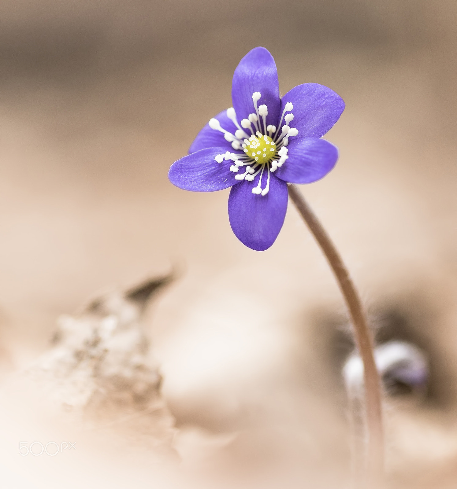 Canon EOS 7D Mark II + Sigma 70mm F2.8 EX DG Macro sample photo. Lonely common hepatica in spring time photography