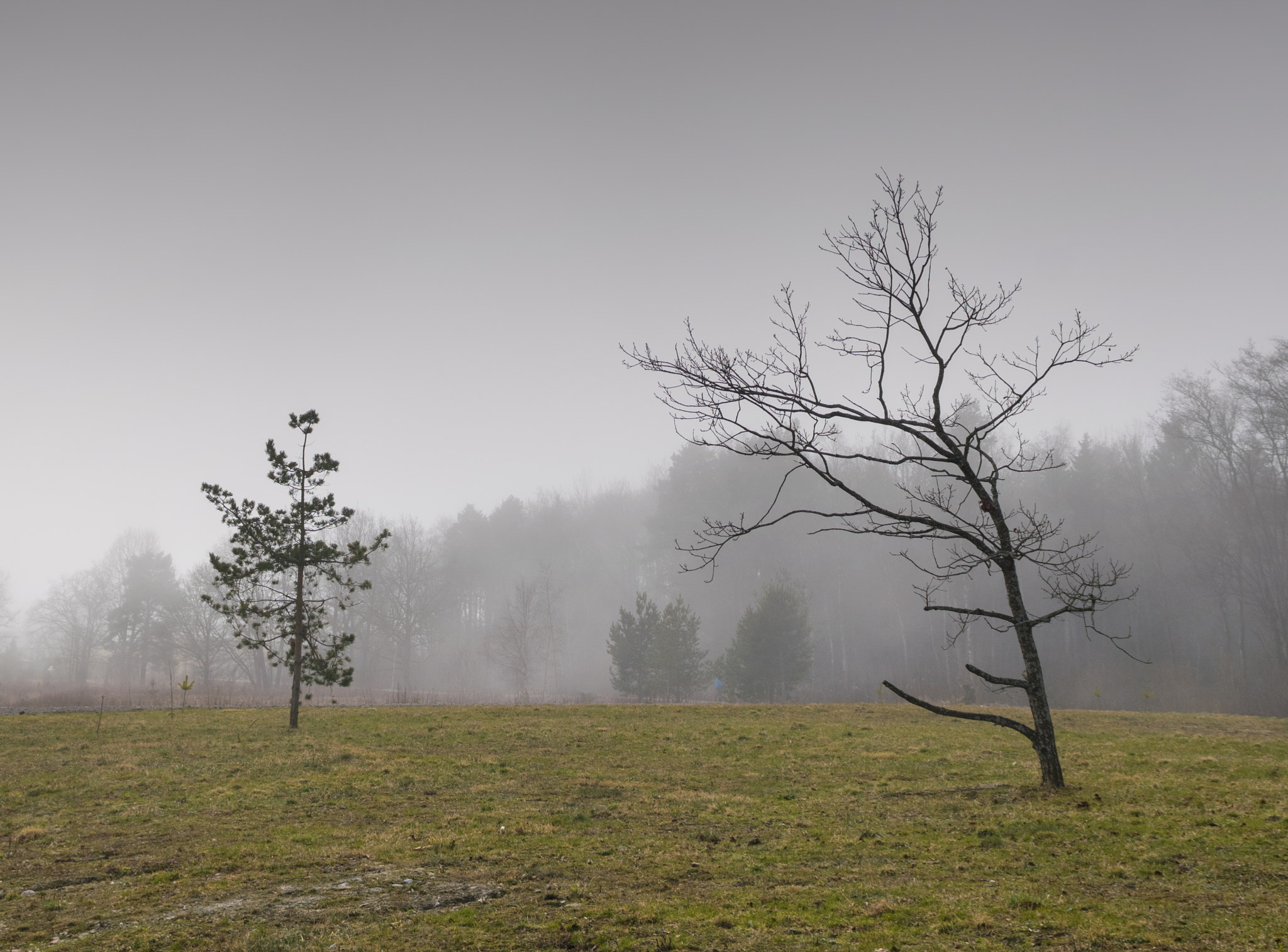 Sigma 17-70mm F2.8-4 DC Macro OS HSM sample photo. Fog photography